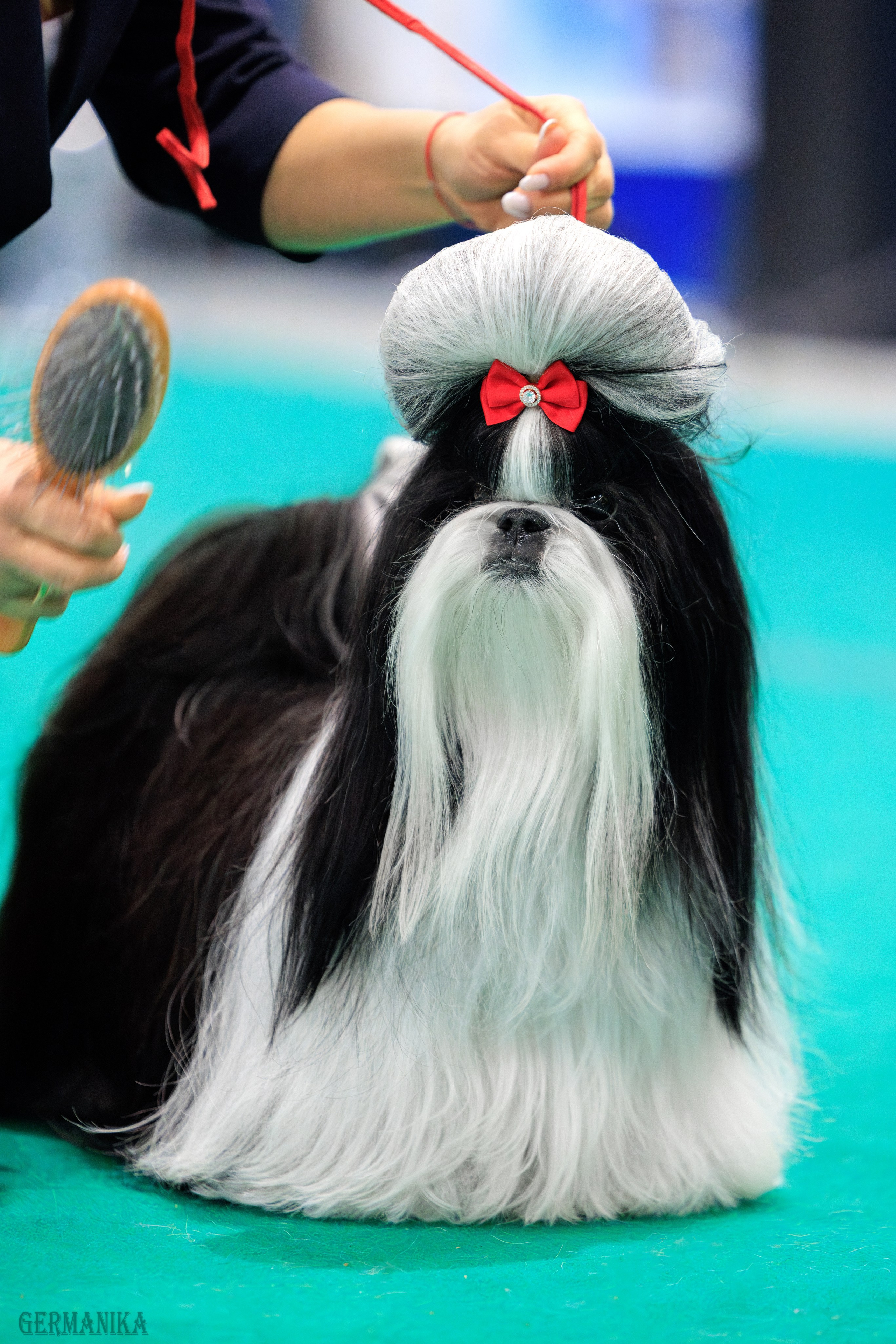 Минск 24-25.02.2024. Фотограф-анималист Юлия Германика