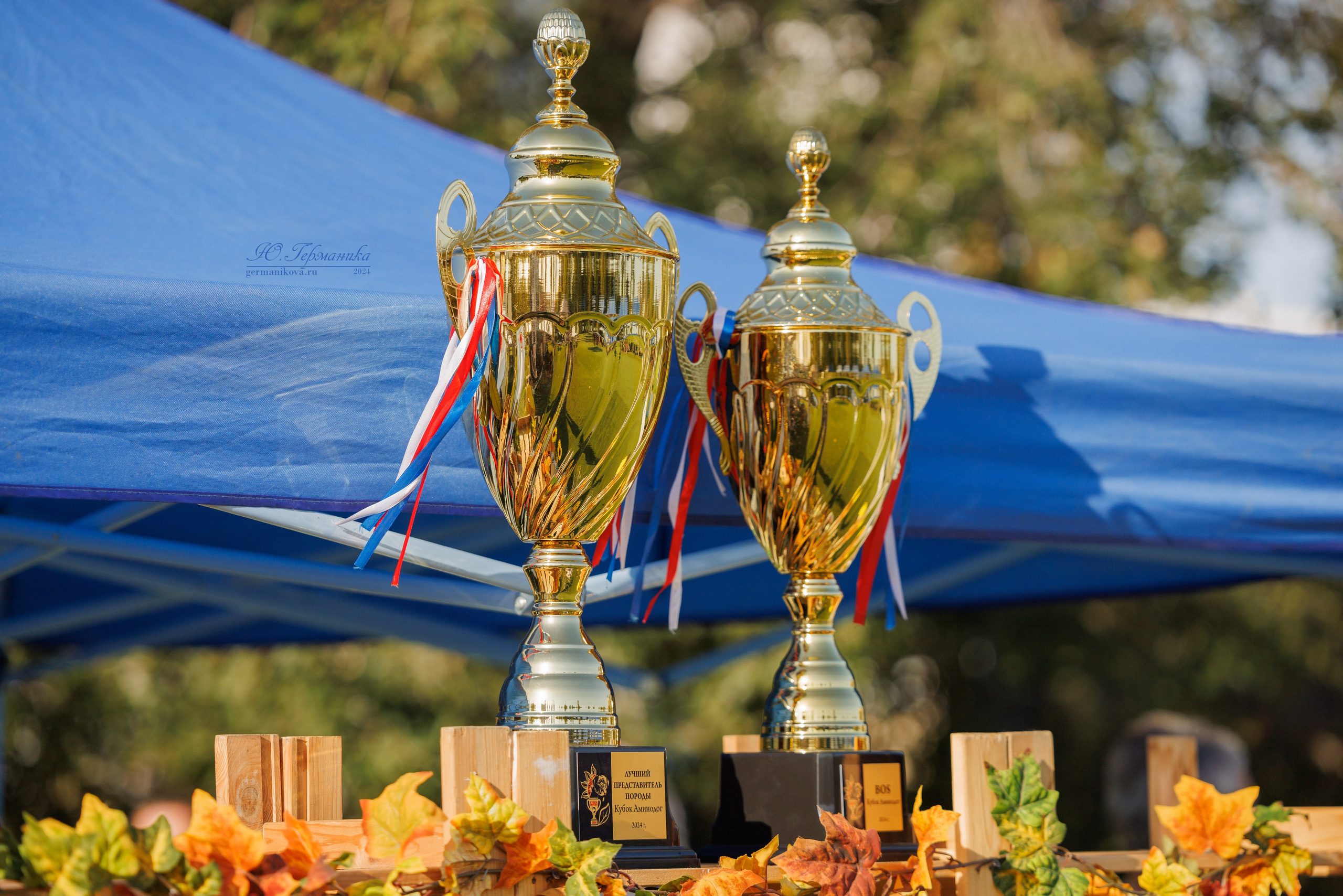 Анапа ротвейлеры 14-15.09.2024. Фотограф-анималист Юлия Германика