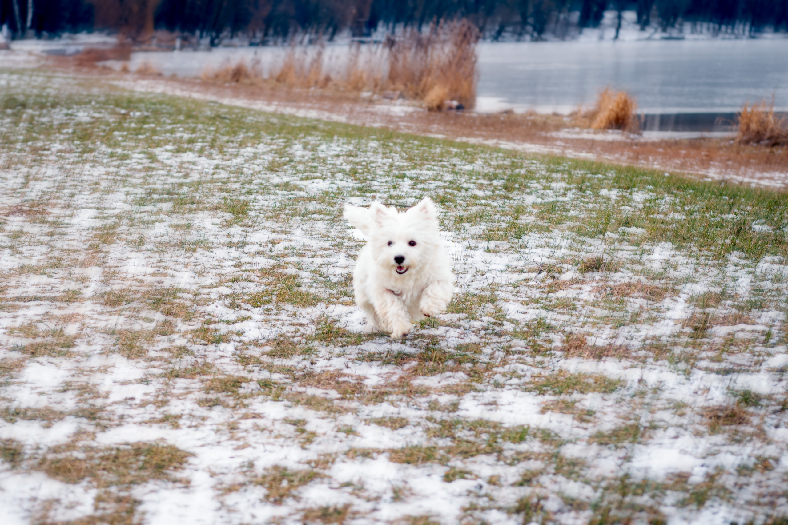 Фотосессия с щенком Минск