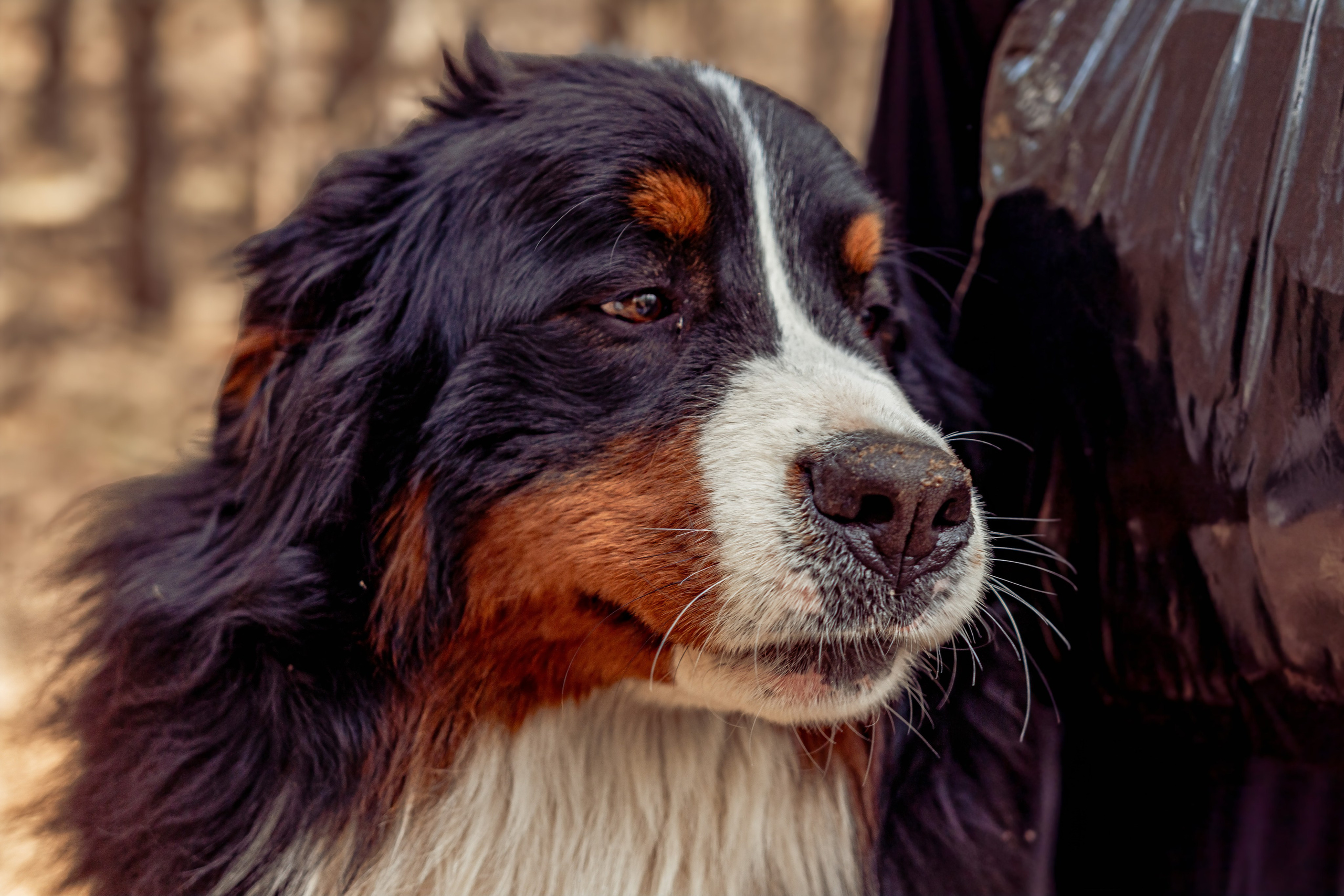 Семейная фотосессия в лесу