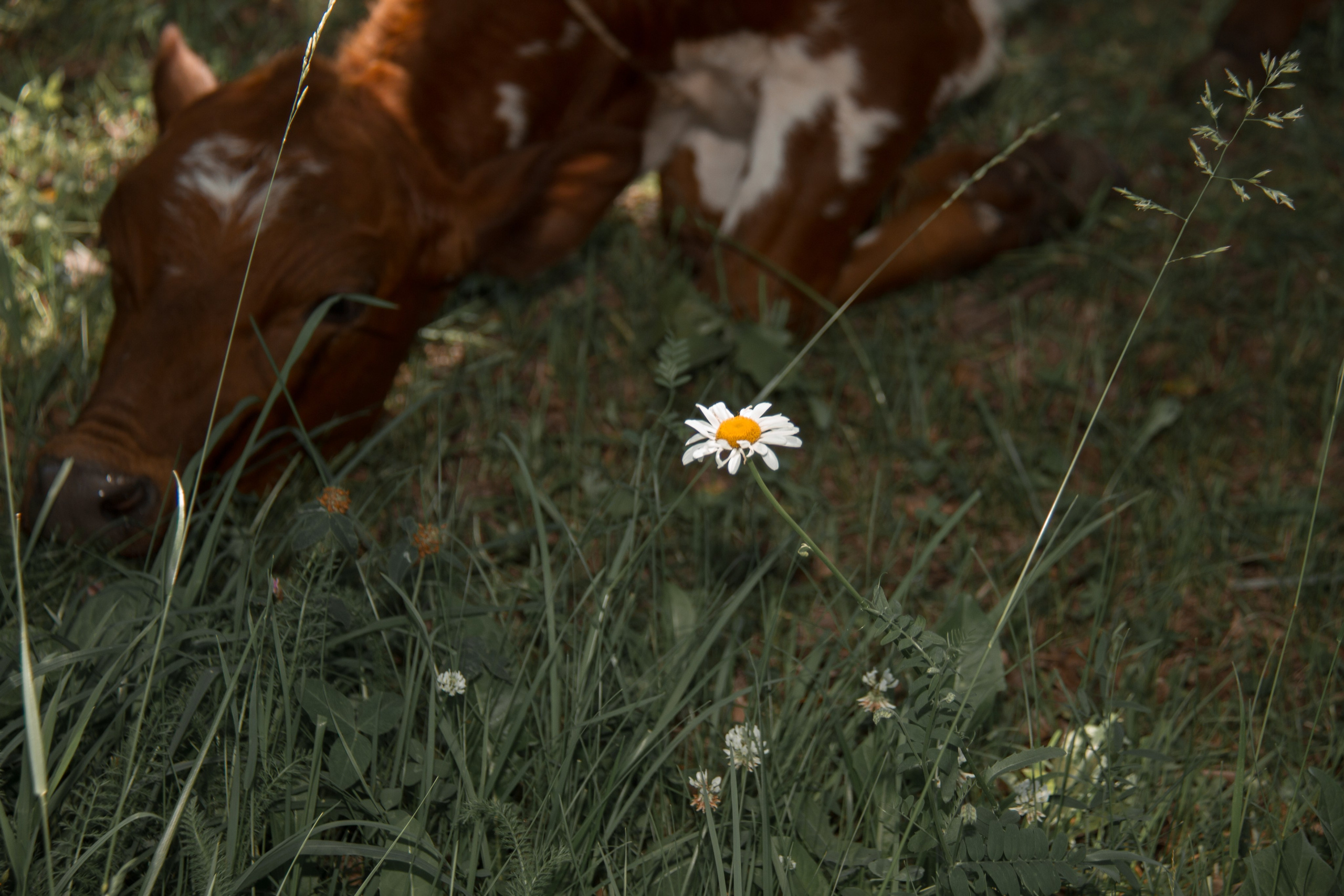 Семейная съёмка в Петергофе. Свадебный, семейный и контент фотограф в Санкт- Петербурге Елена Грие