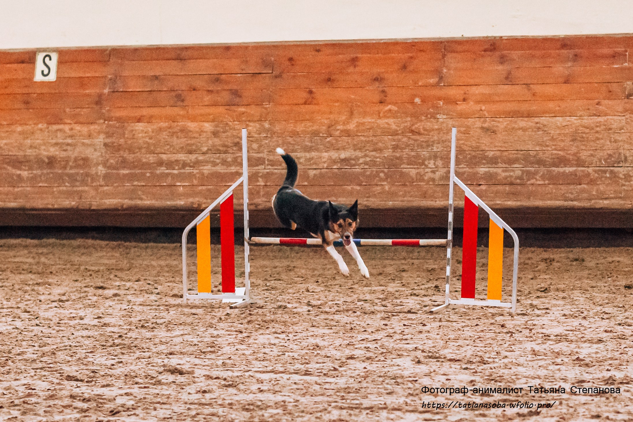 Соревнования по Аджилити 25.02.2024. Фотограф-анималист Татьяна Степанова