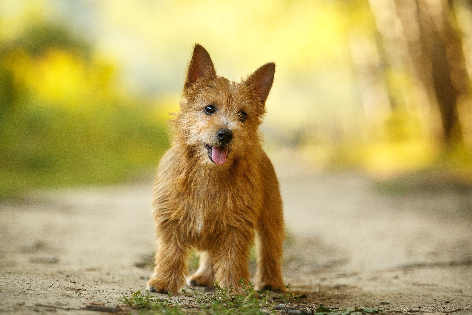 Фотосъёмки щенков. Фотограф-анималист Natalia Deingel | Фотосъемка собак в Москве