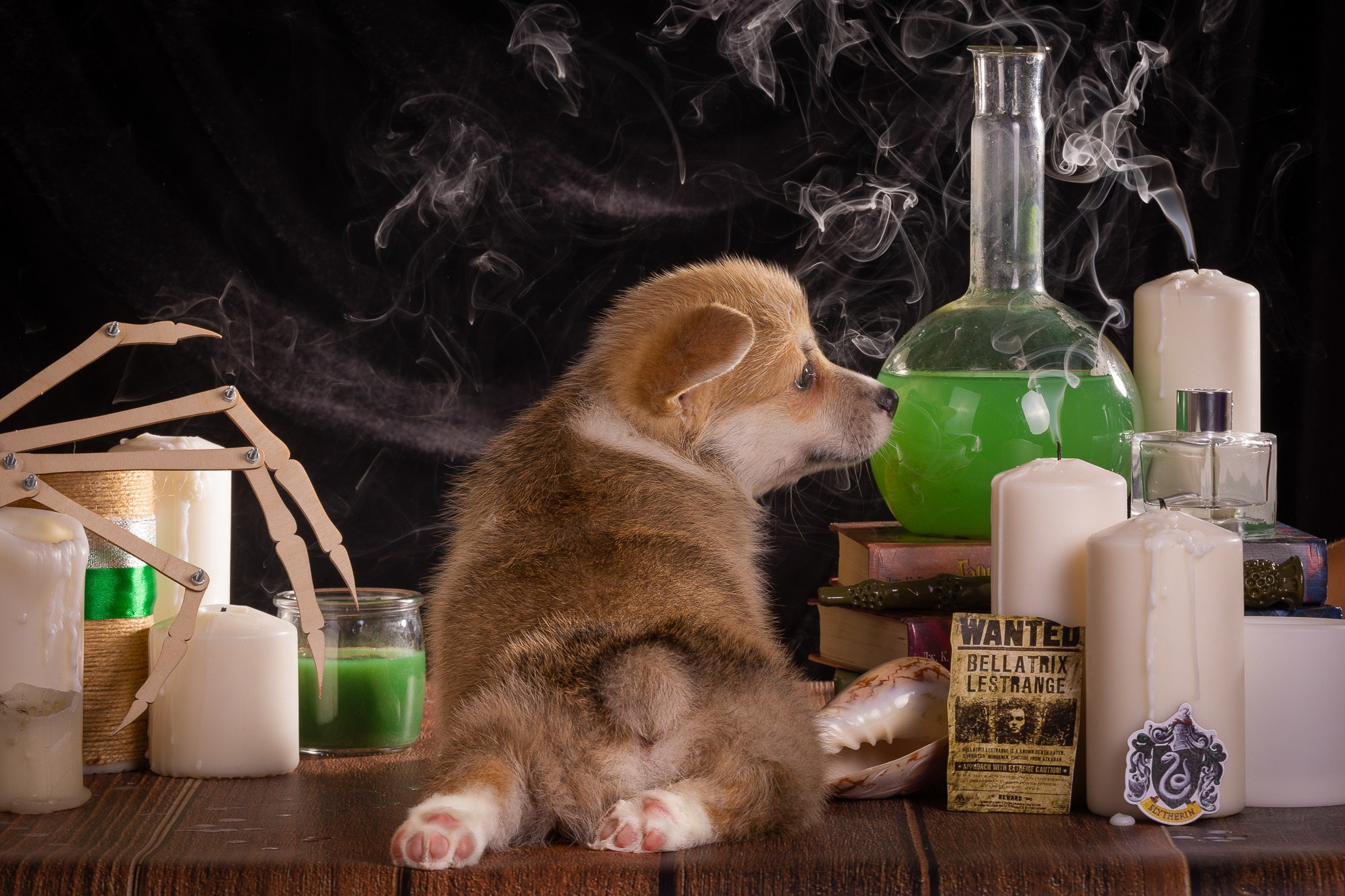 Фотосъёмки щенков. Фотограф-анималист Natalia Deingel | Фотосъемка собак в Москве