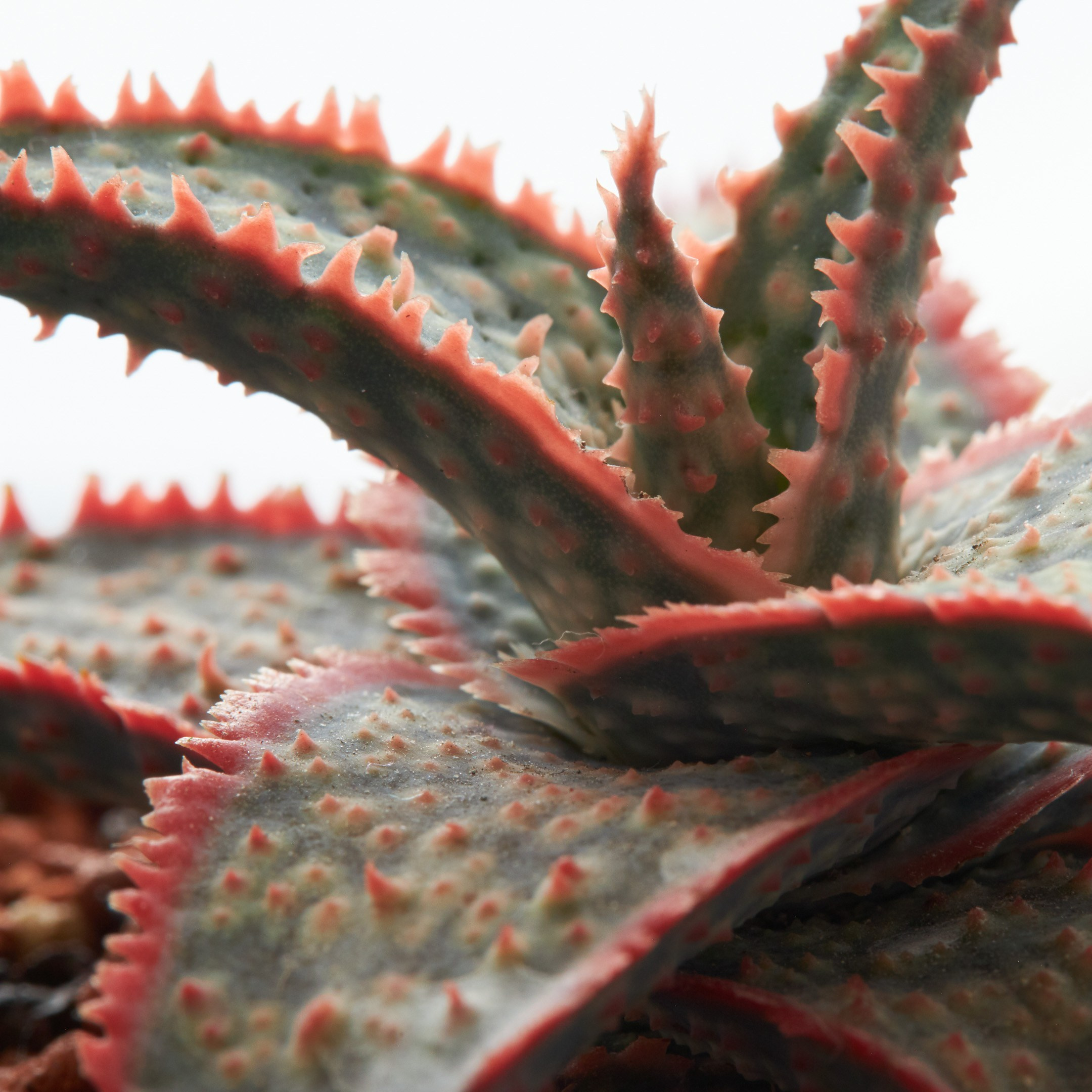 Decorative succulent closeup - photographer Andrey Dunin