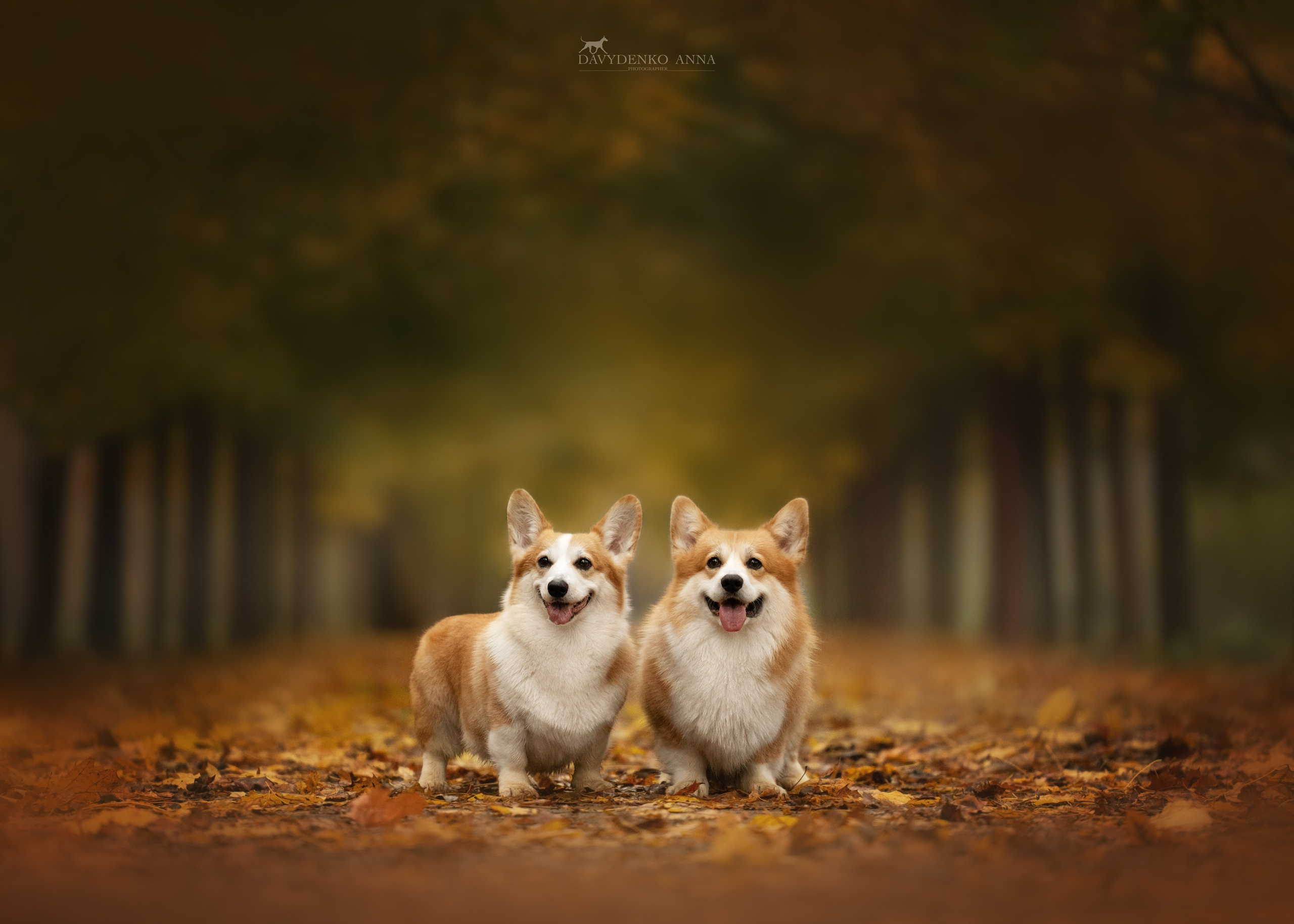 фотосессия собак краснодар выставка собак фотограф анималист сочи 