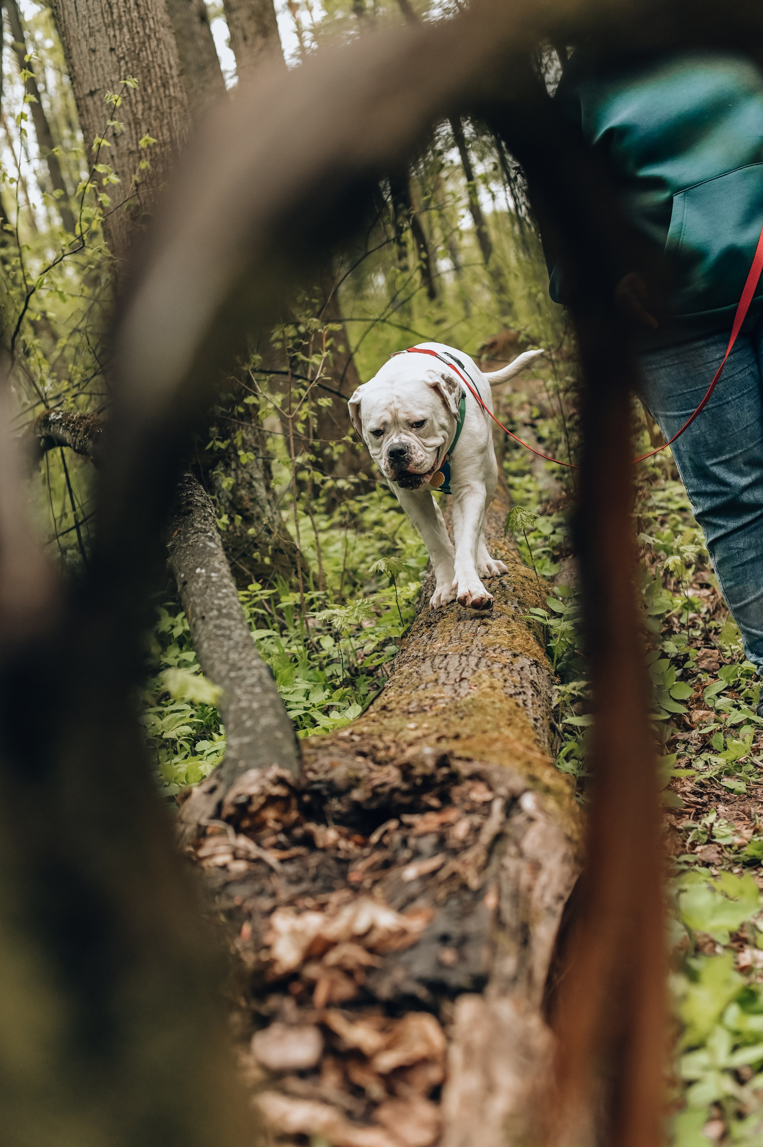 Занятие с кинологом. Семейный и репортажный фотограф в Москве Анастасия Трубкина