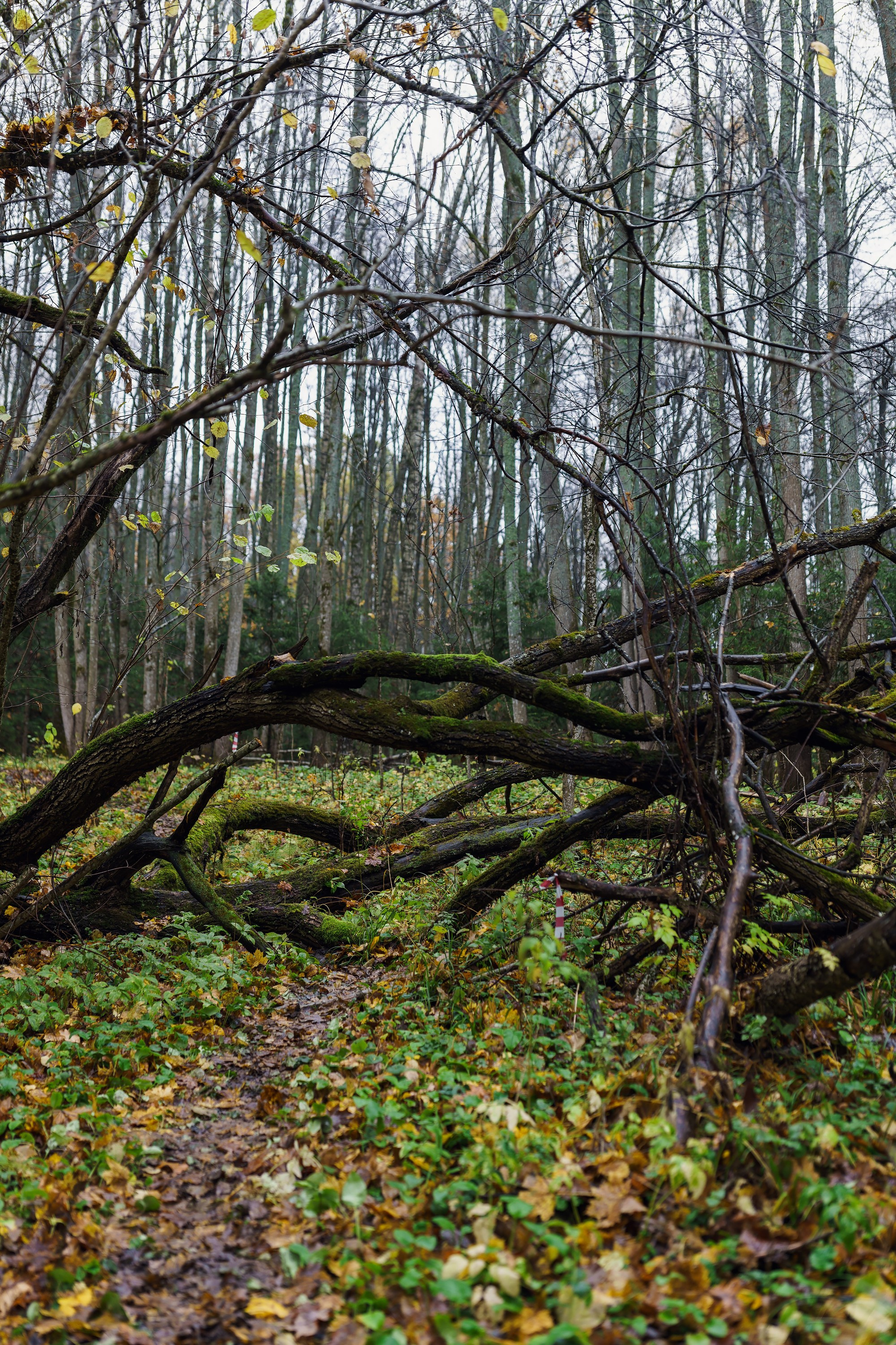Фотографии Трейл Кутузов 2025. Фотограф спортивные события, недвижимость, турбизнес