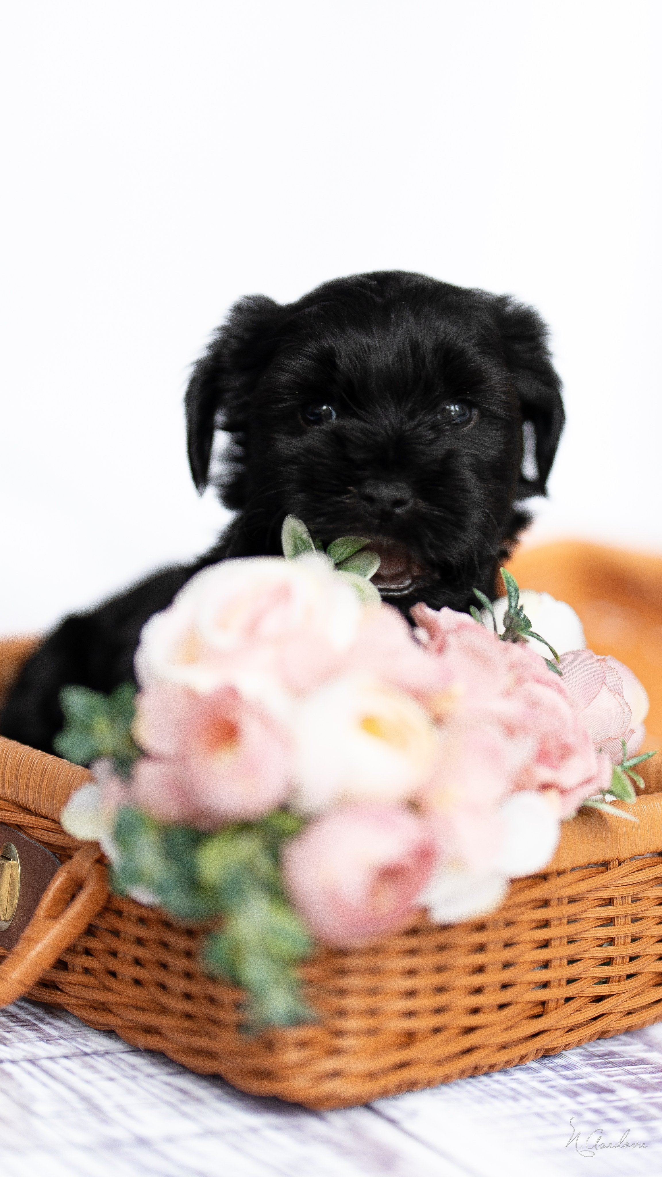 Тибетские терьеры 1мес. Фотограф-анималист Асадова