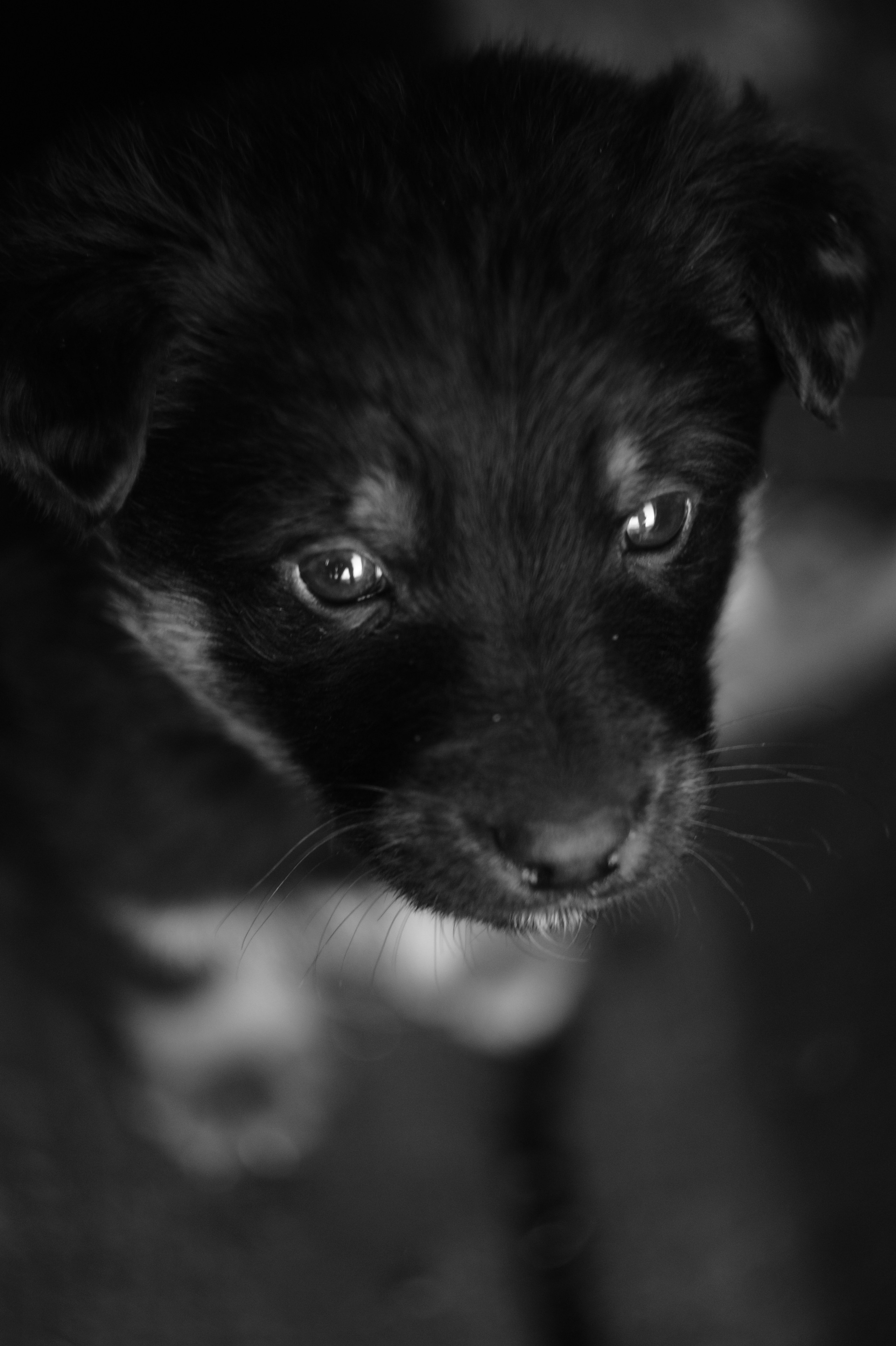 Dogs. Профессиональный фотограф