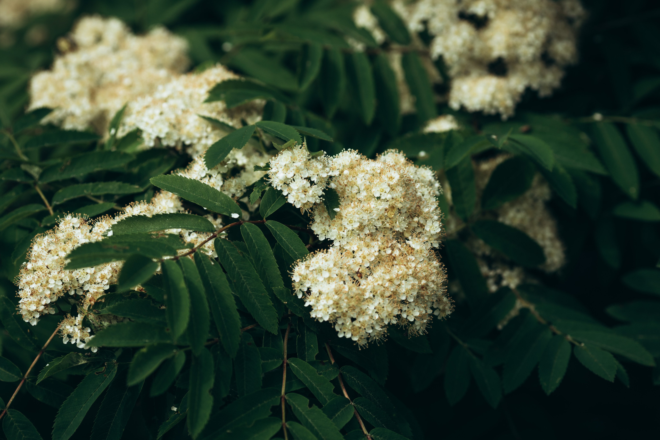 Природные пейзажи. Наталия Клевинскас портретный фотограф в Костроме