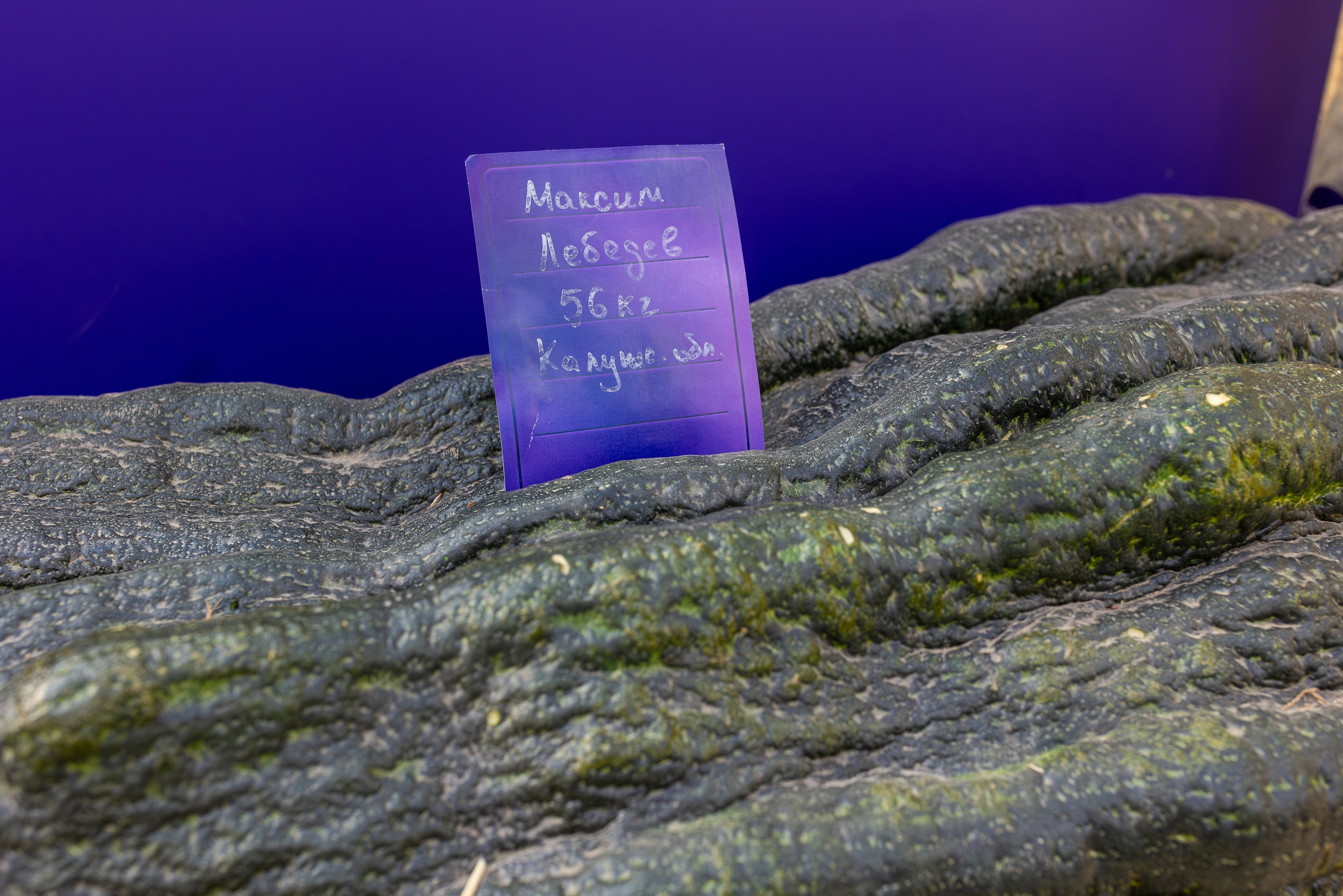 Овощи-гиганты. Александра Куликова фотограф, Москва