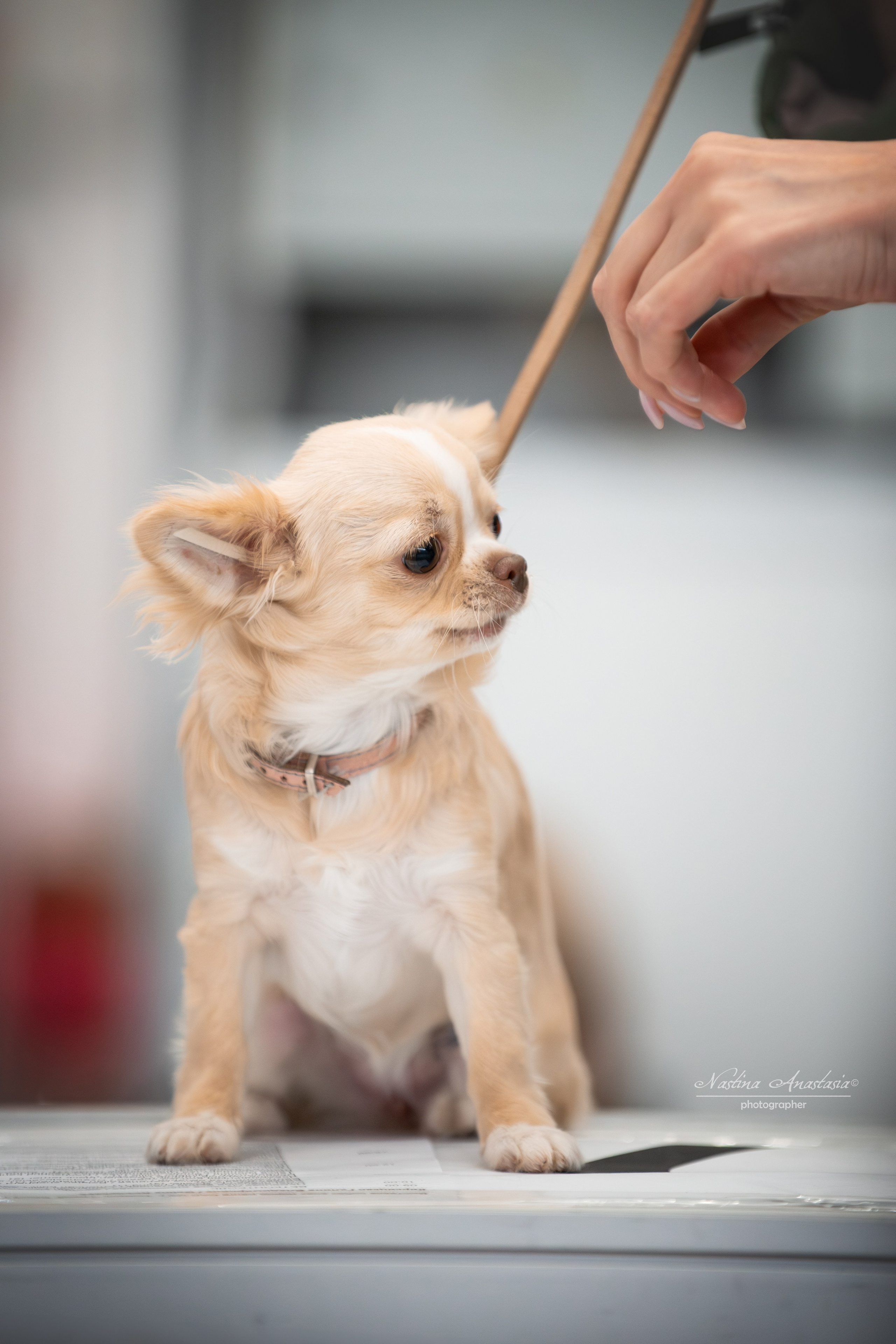 Выставки. Фотограф — Анималист