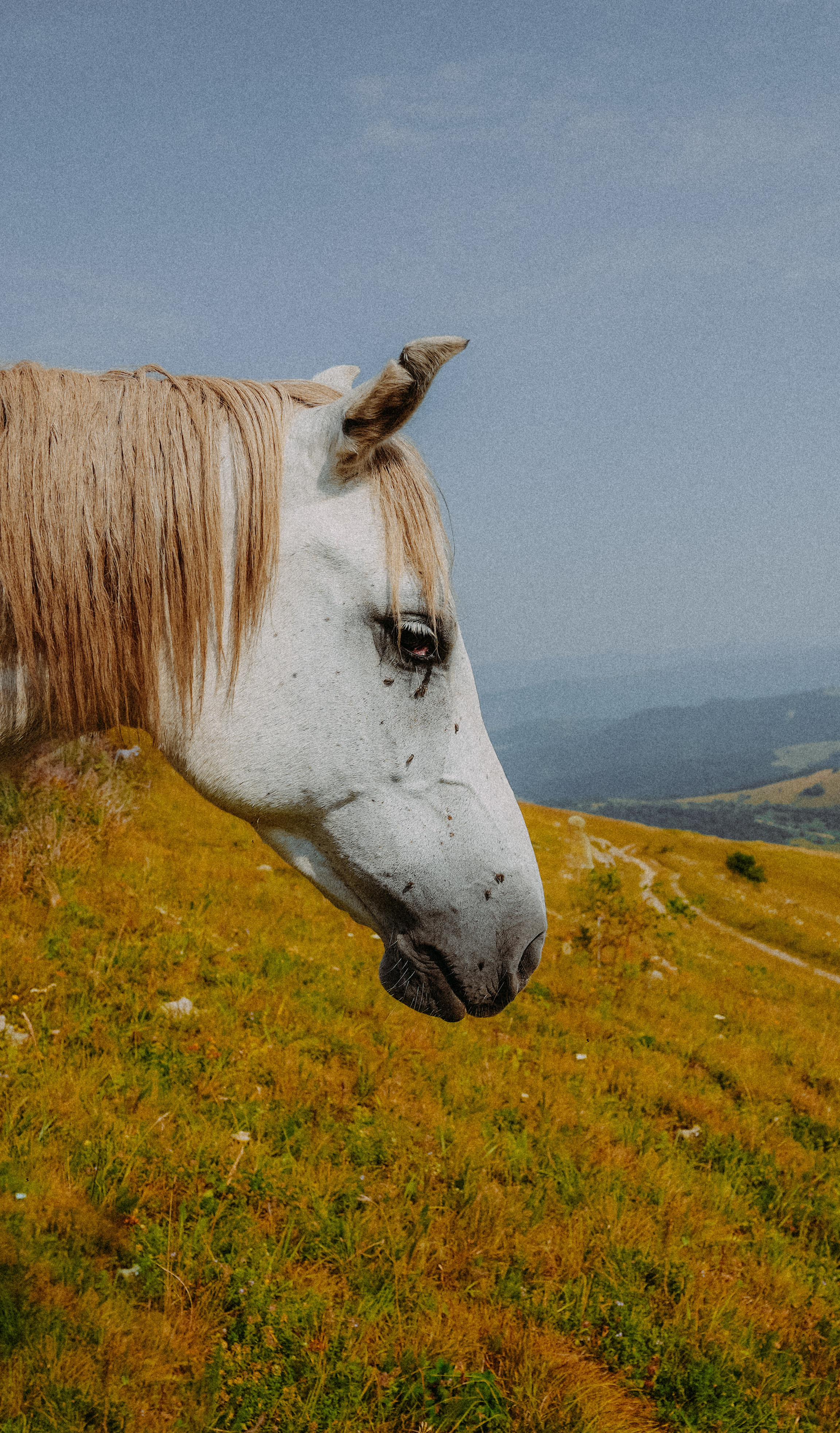 ЕРЕВАН. Стрит-фотография, полная абсурда, идиотизма и красоты