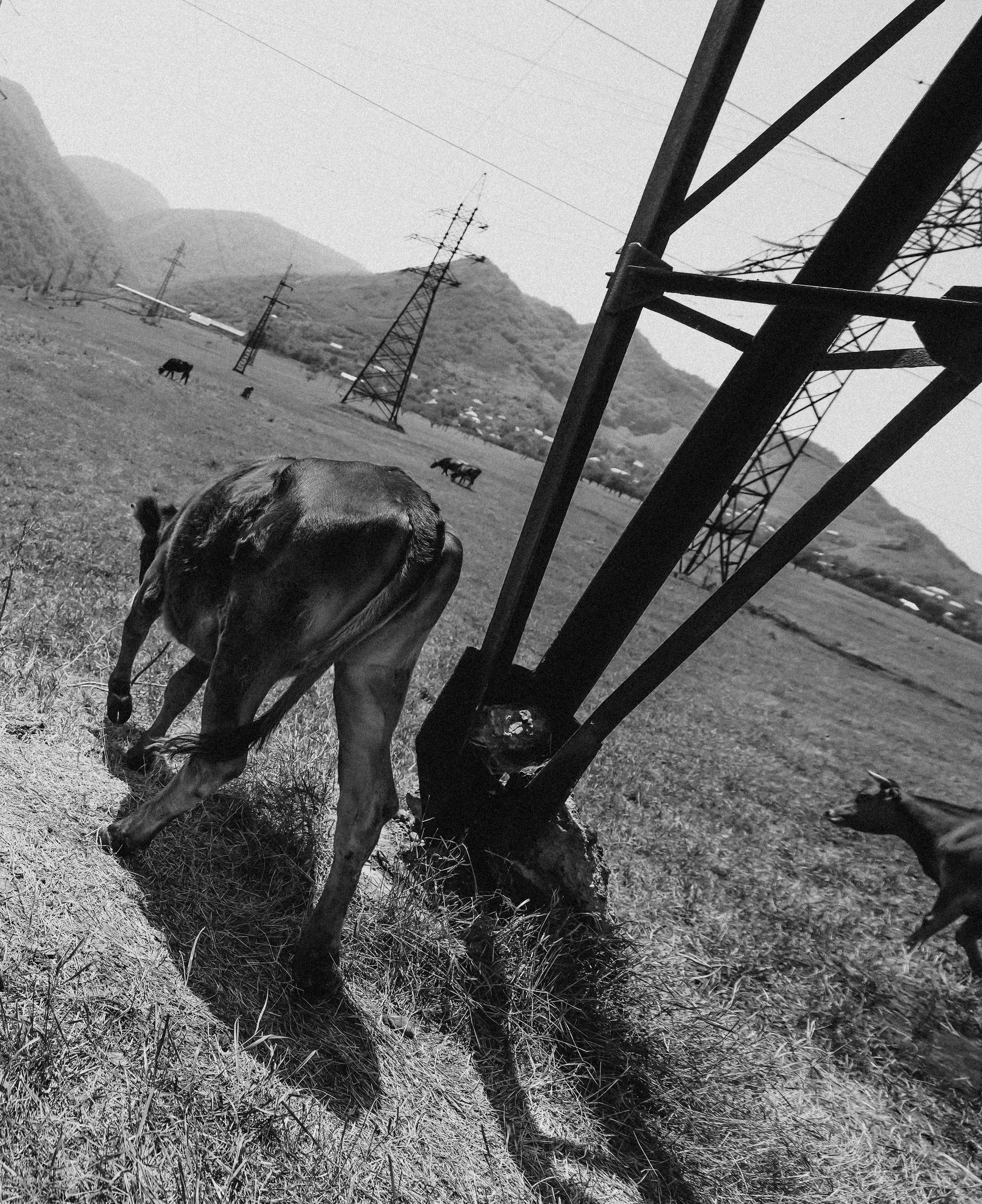 ЕРЕВАН. Стрит-фотография, полная абсурда, идиотизма и красоты