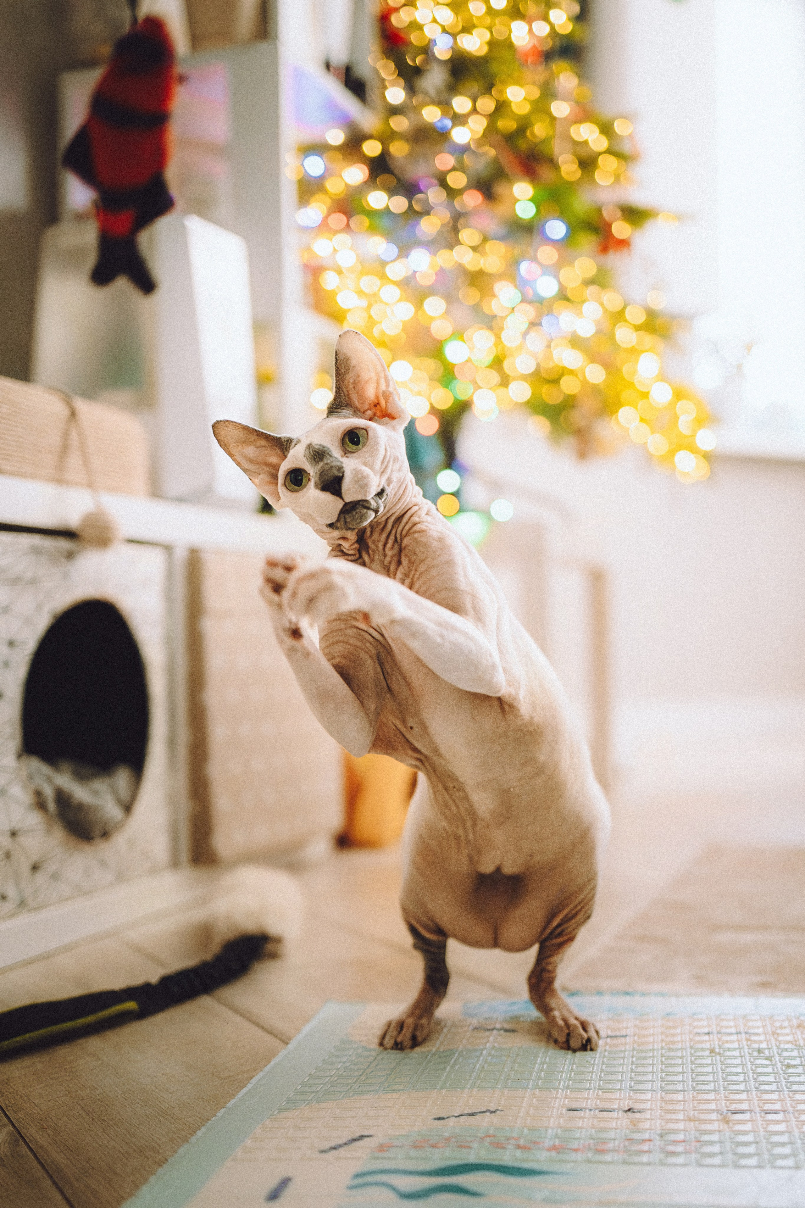 Топик и его семья