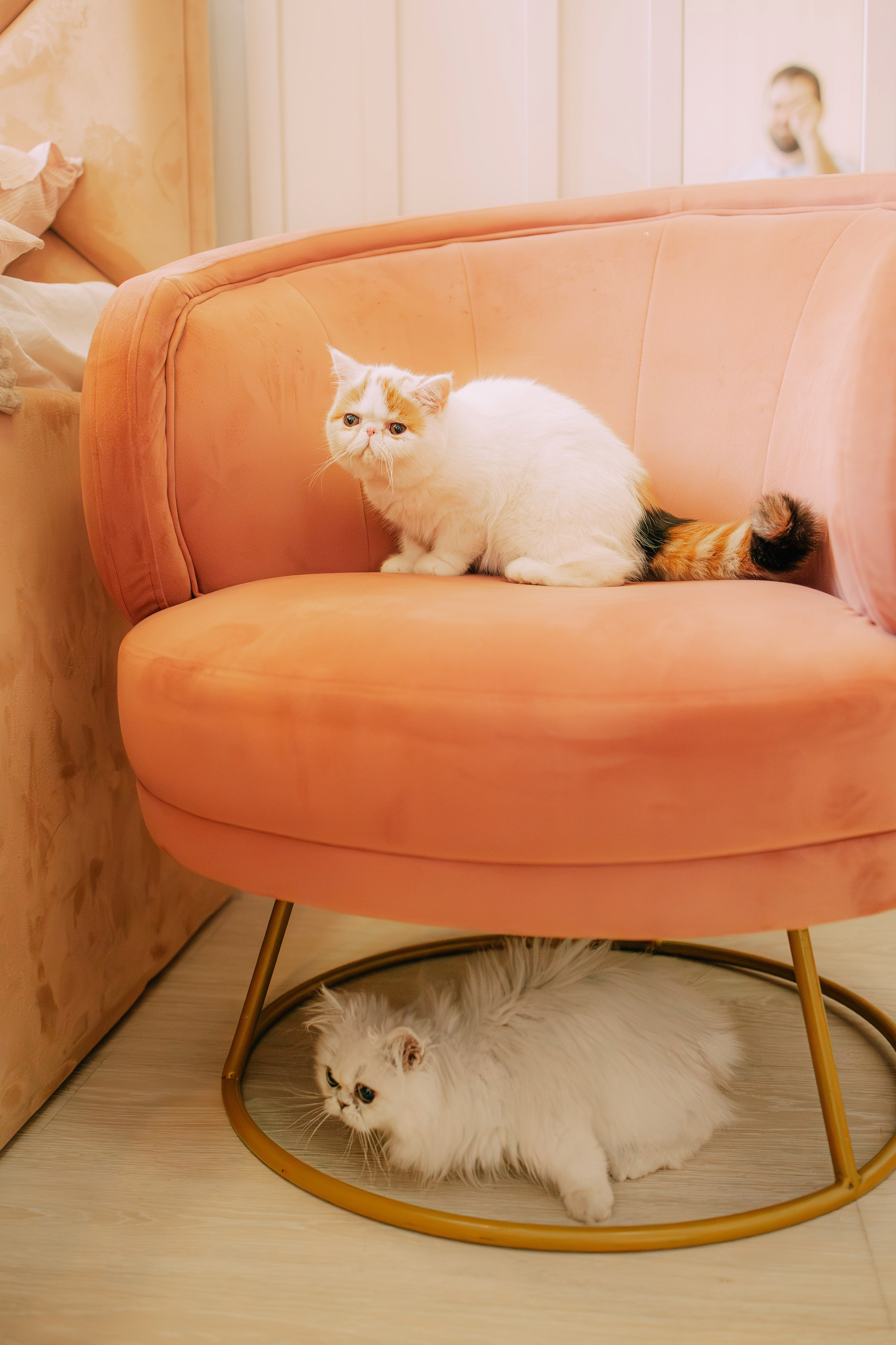 Султан, Мэй Мэй и Шанталь и их семья