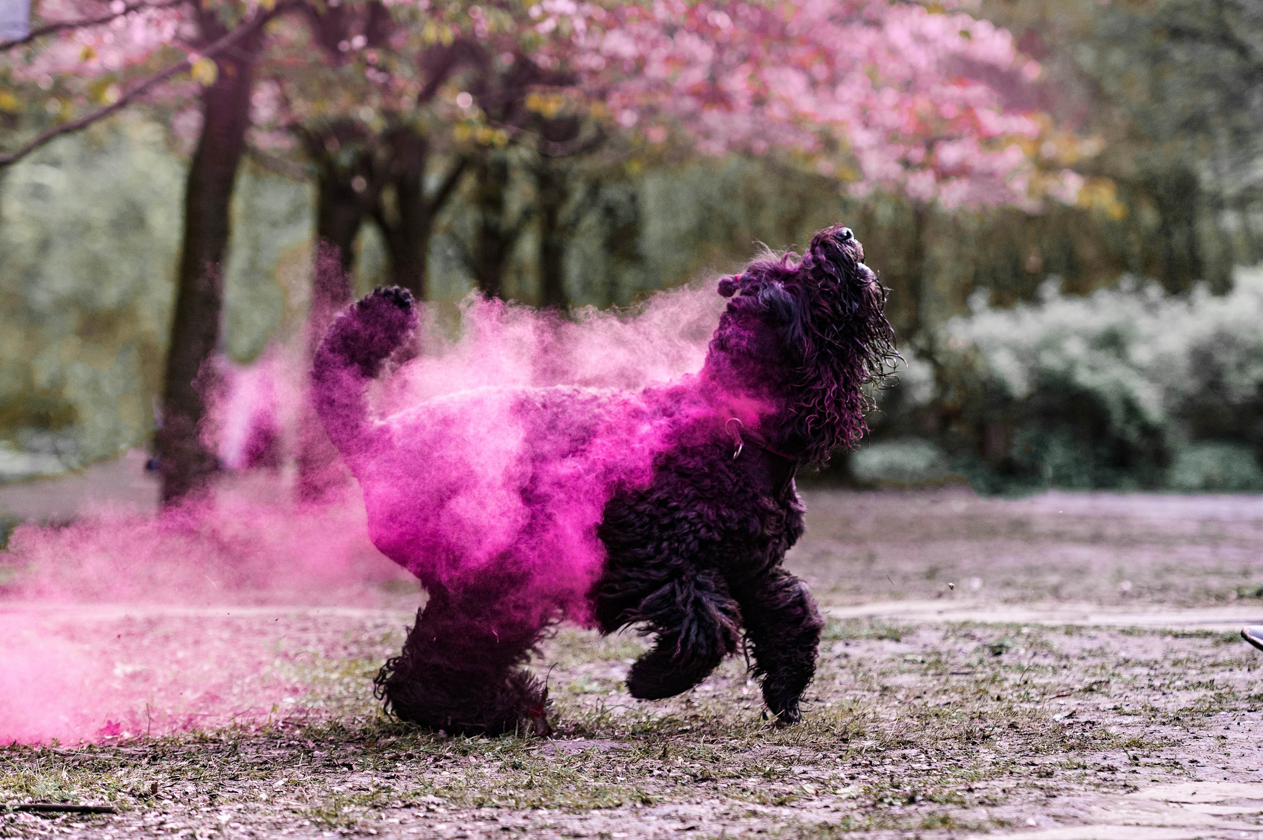 Черныши, сакура и краски холи. Фотограф-анималист