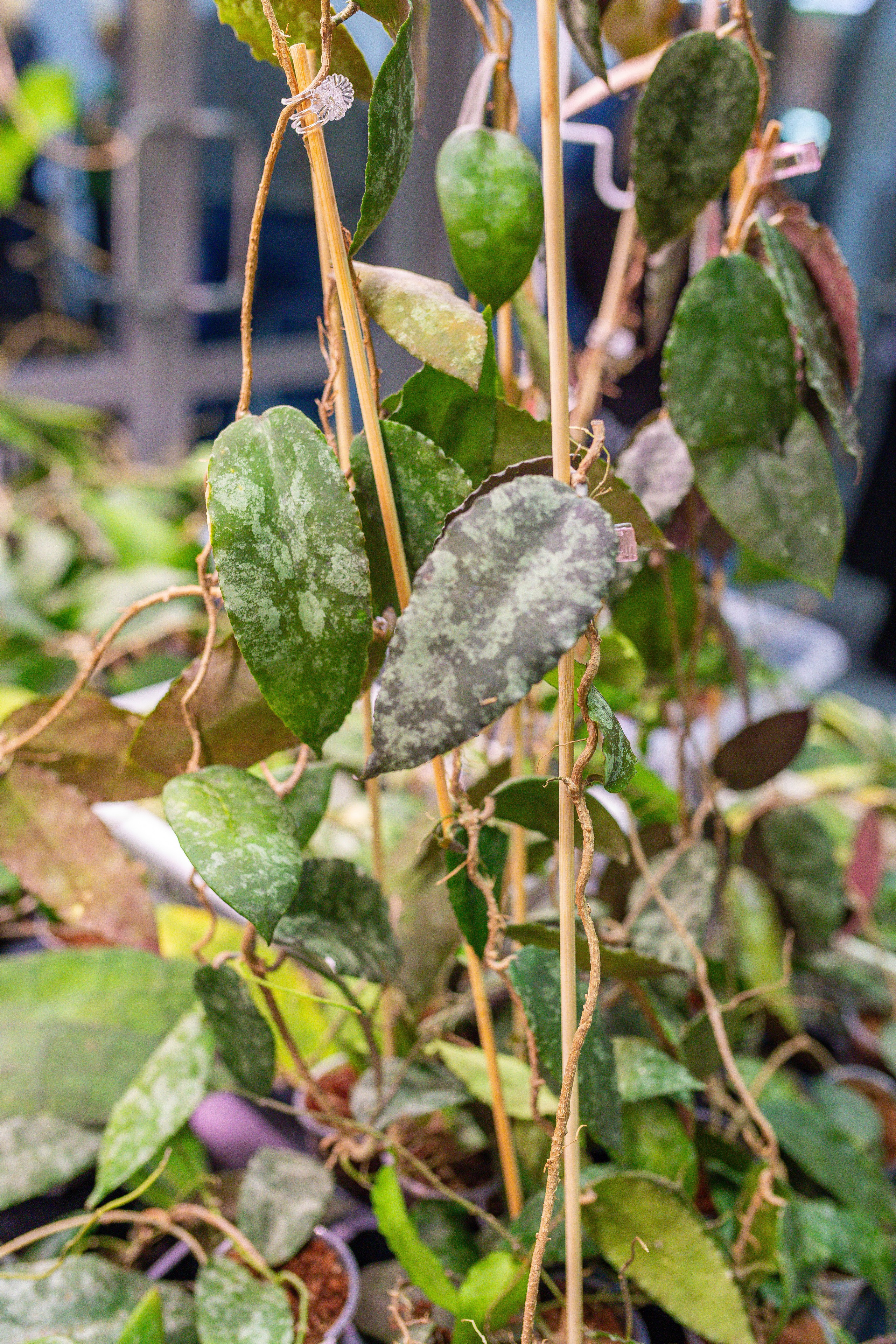 Орхидиум 12.2025. Александра Куликова фотограф, Москва