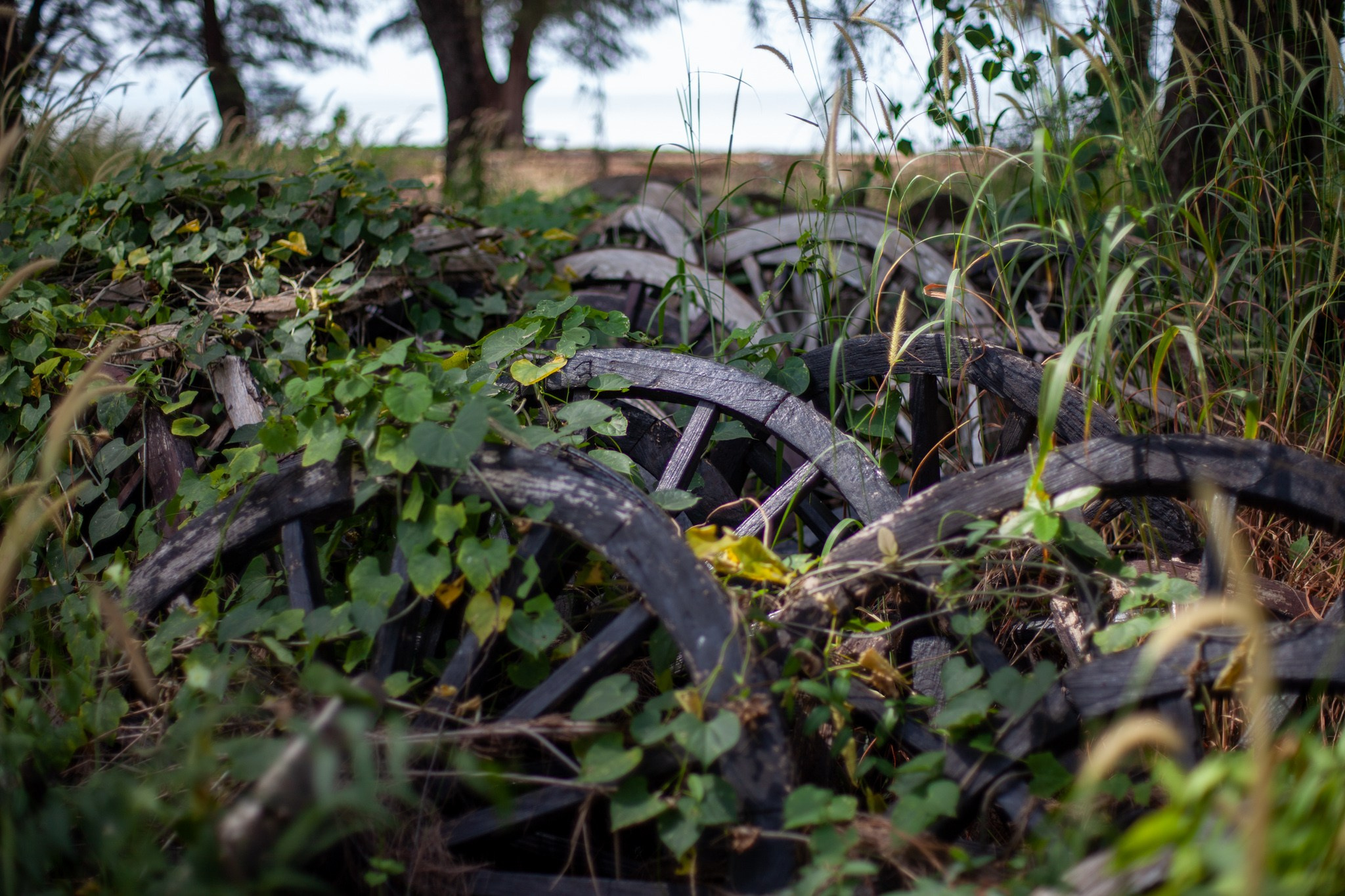 Находка в Таиланде, 2011. Фотограф Василий Буланов