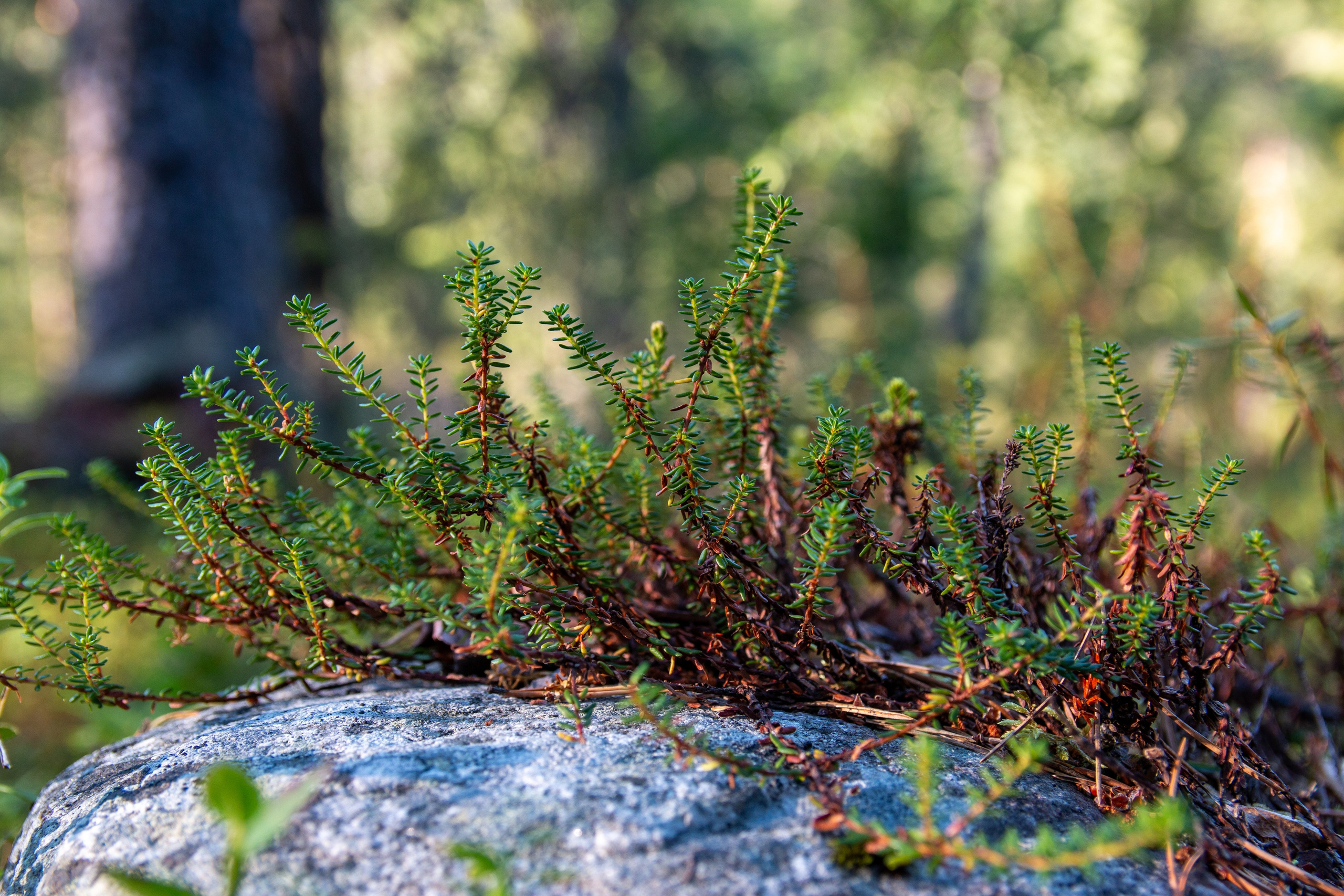 Пища для глаз. Ваш фотограф Северск | Томск
