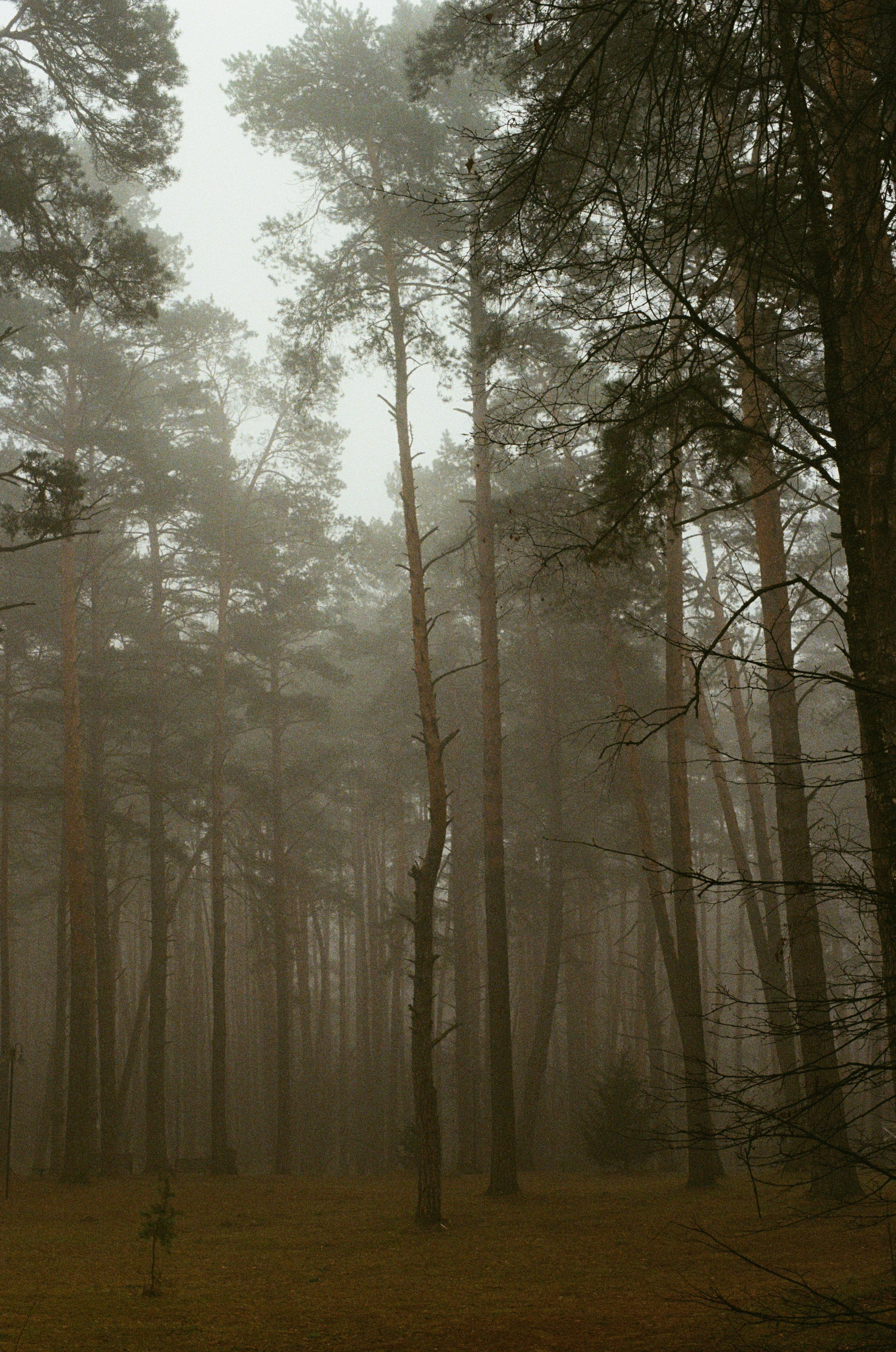 Grain. Artem Khusainov