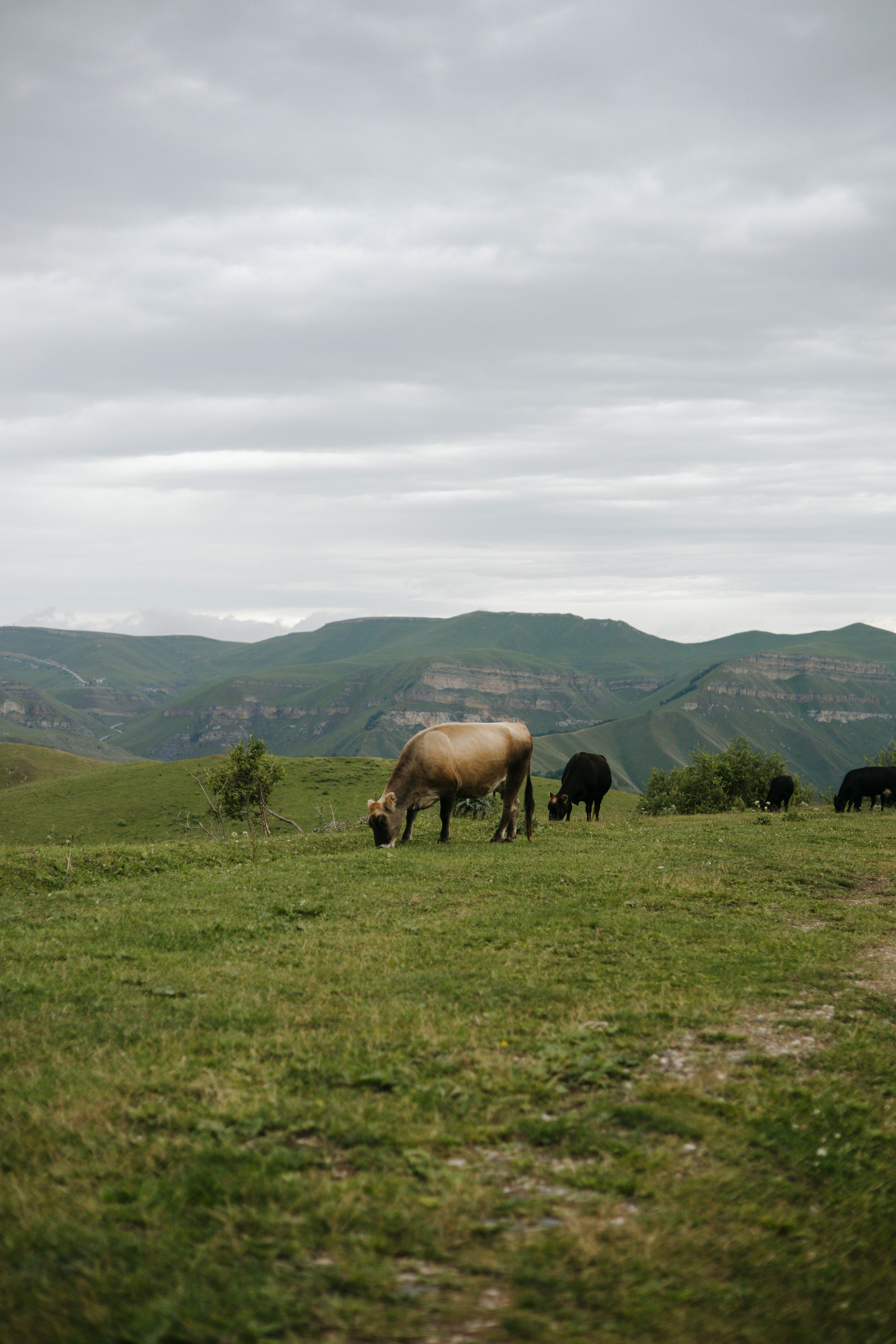 Mountains. Nikolpinhasova