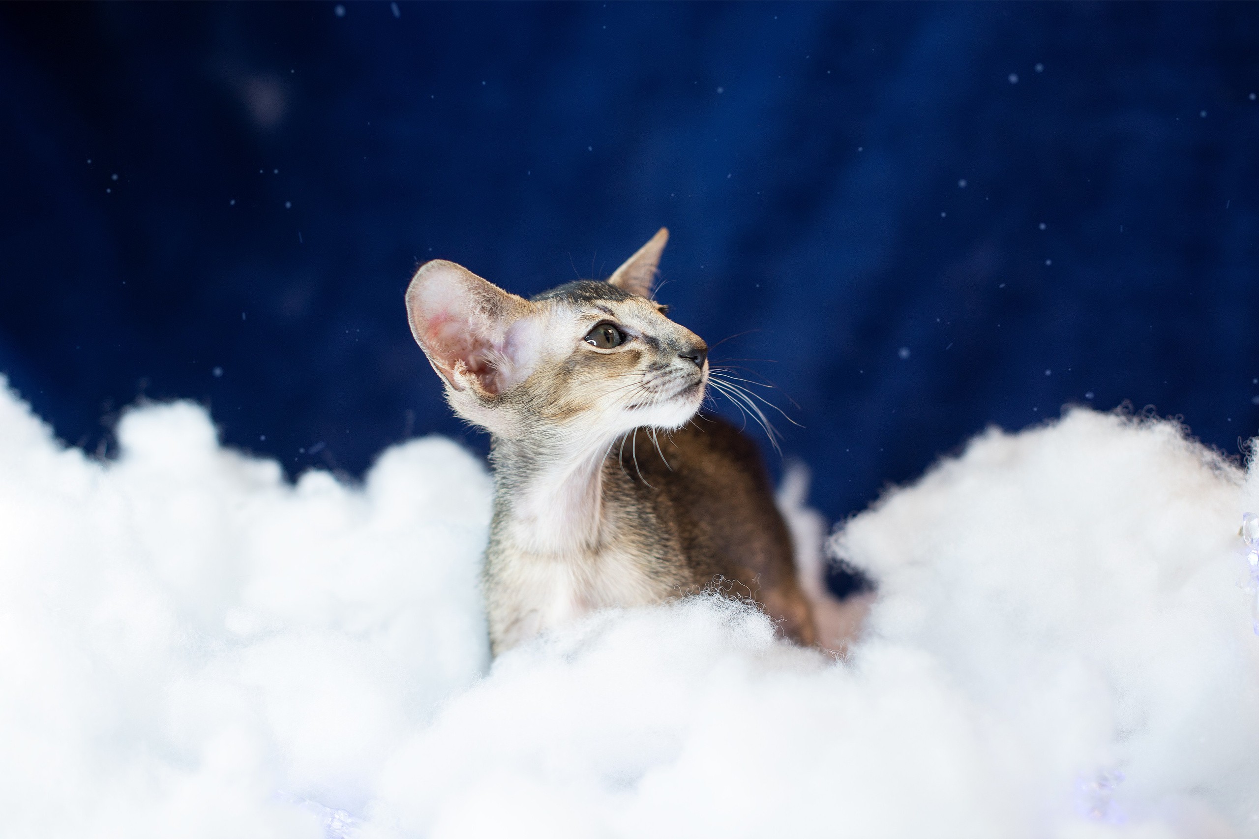 Заводчик Юлия Панова. Творческий фотограф Вологда
