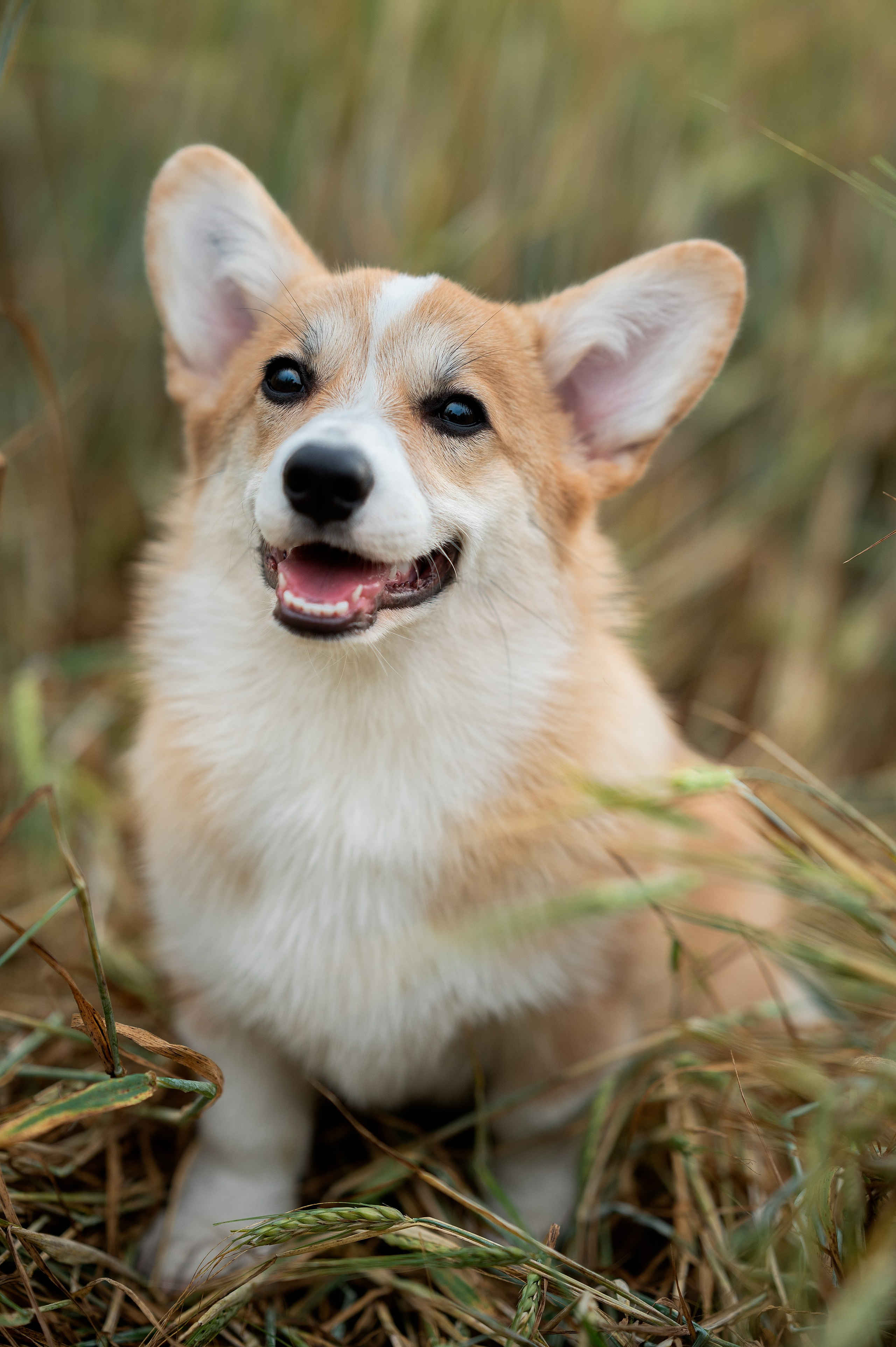 Заводчик Ольга Кушкина. Творческий фотограф Вологда