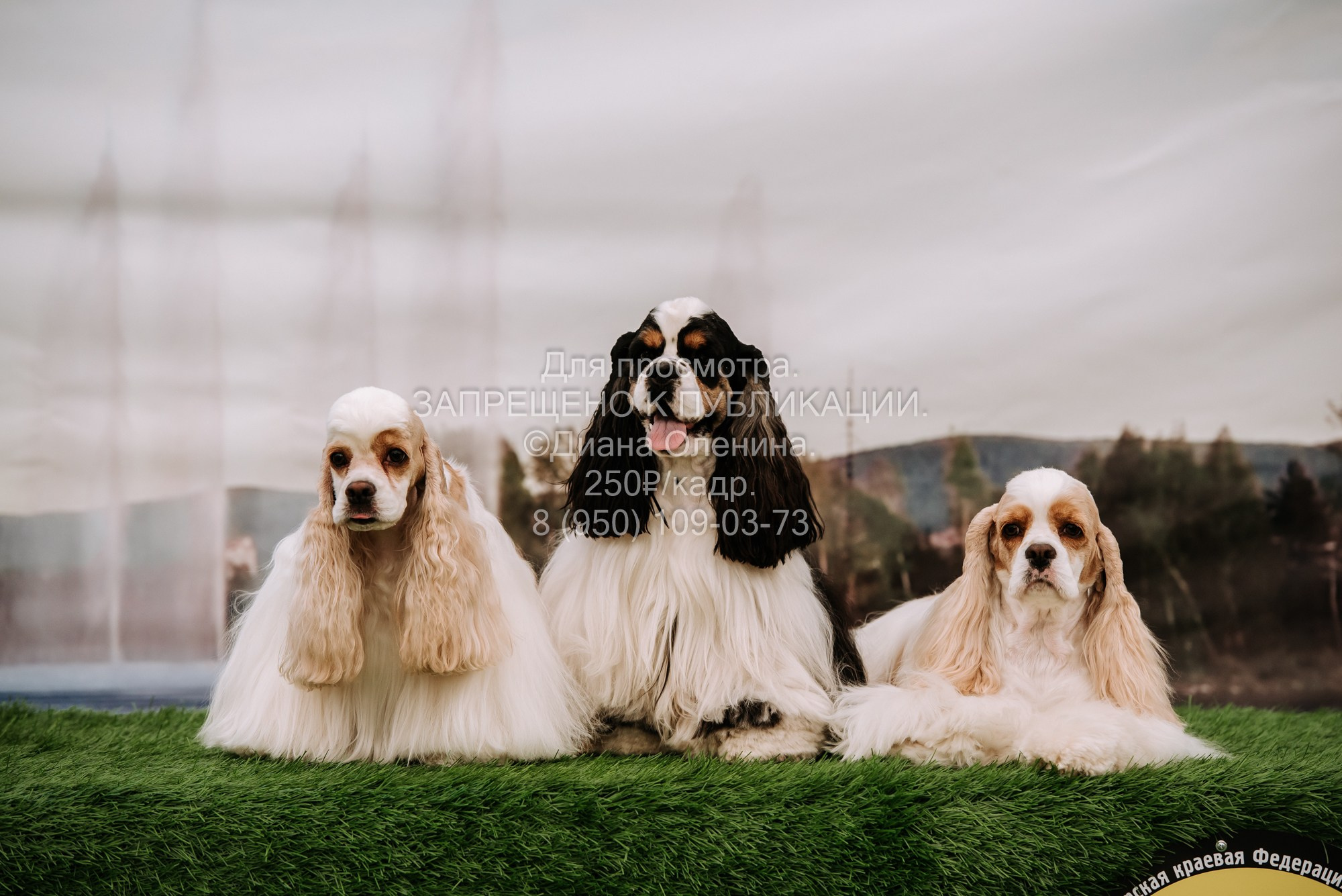 Выставка собак Красноярск 2.06. Фотограф Диана Оленина Красноярск / Братск