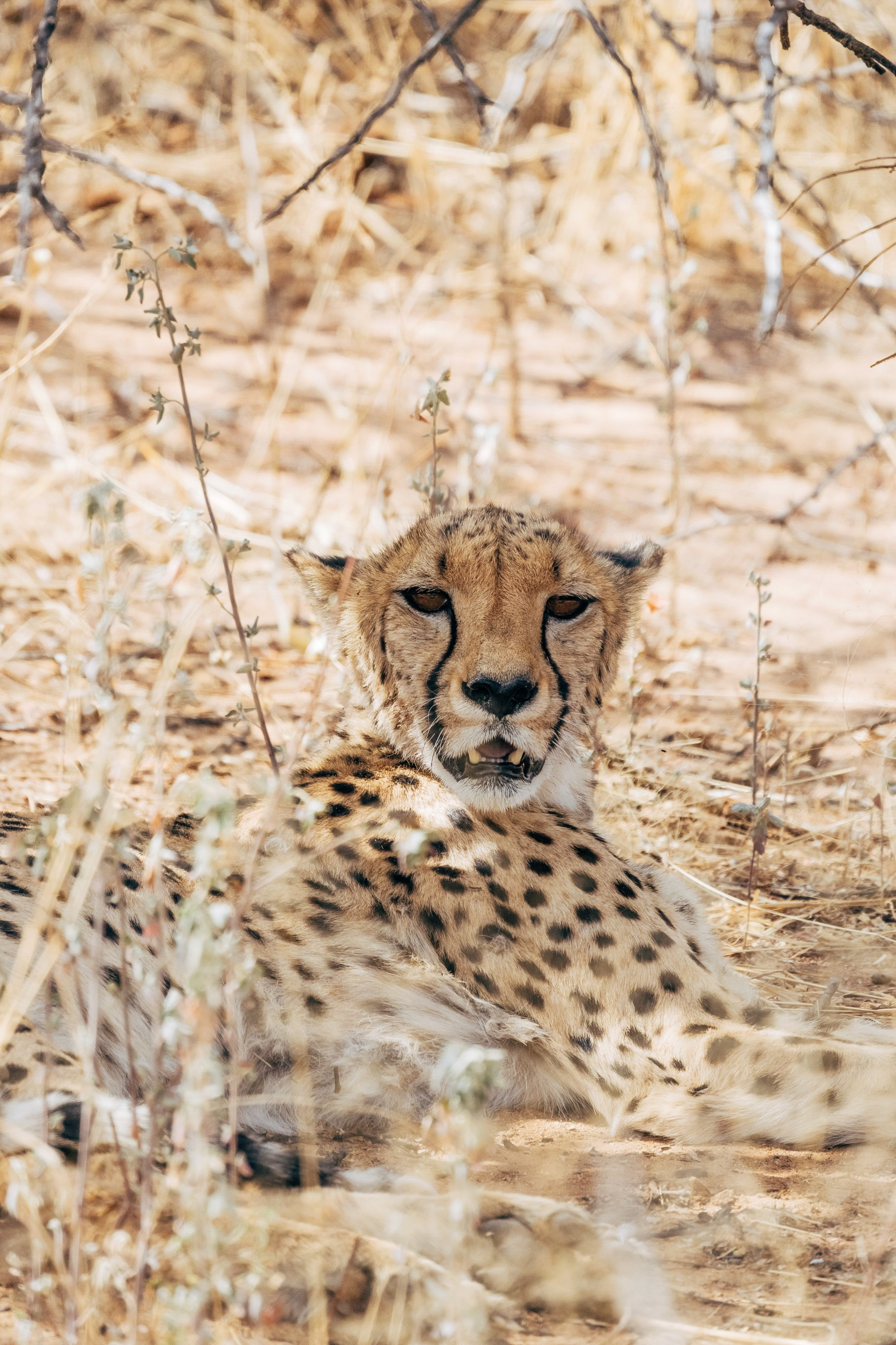 НАМИБИЯ. Роадтрип