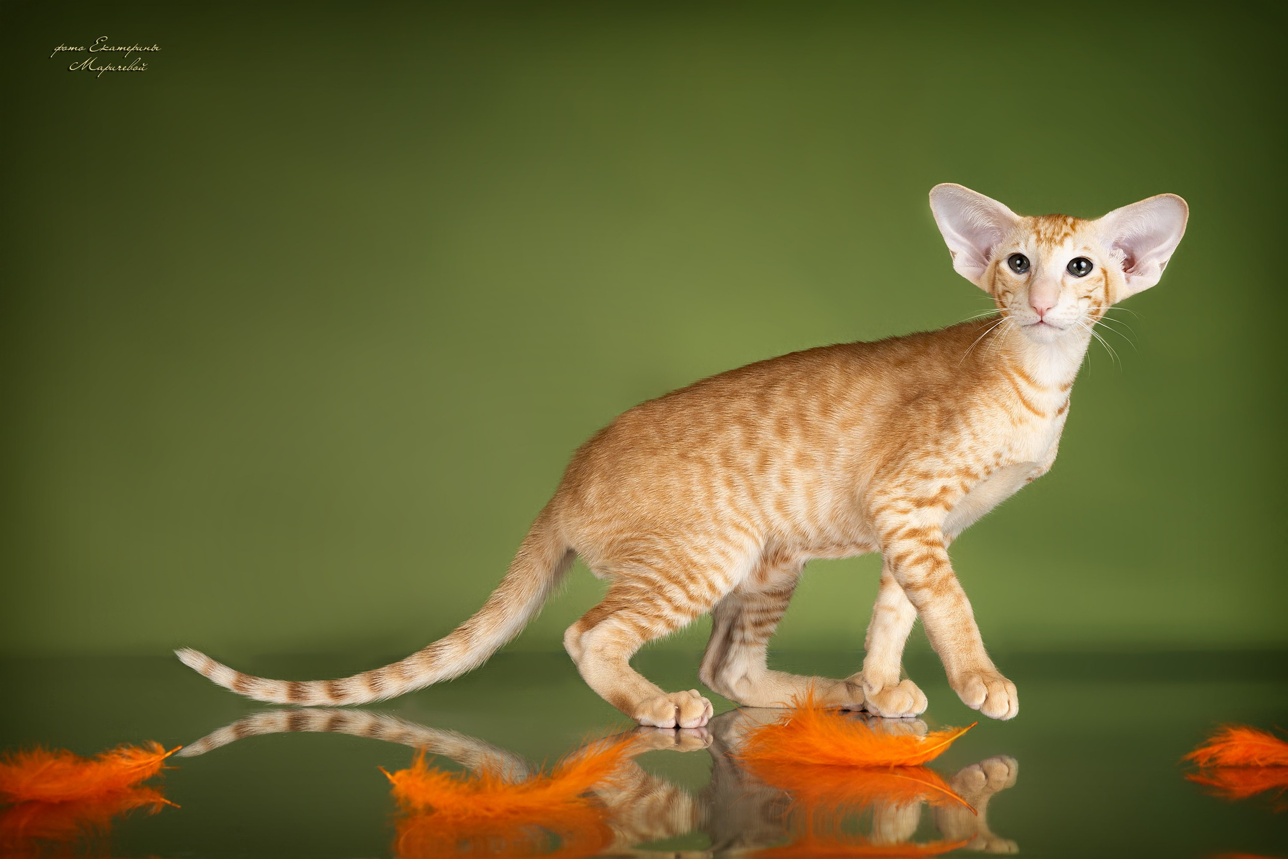 Стендовая съёмка на выставках кошек. Фотограф-анималист в Омске Екатерина Маричева