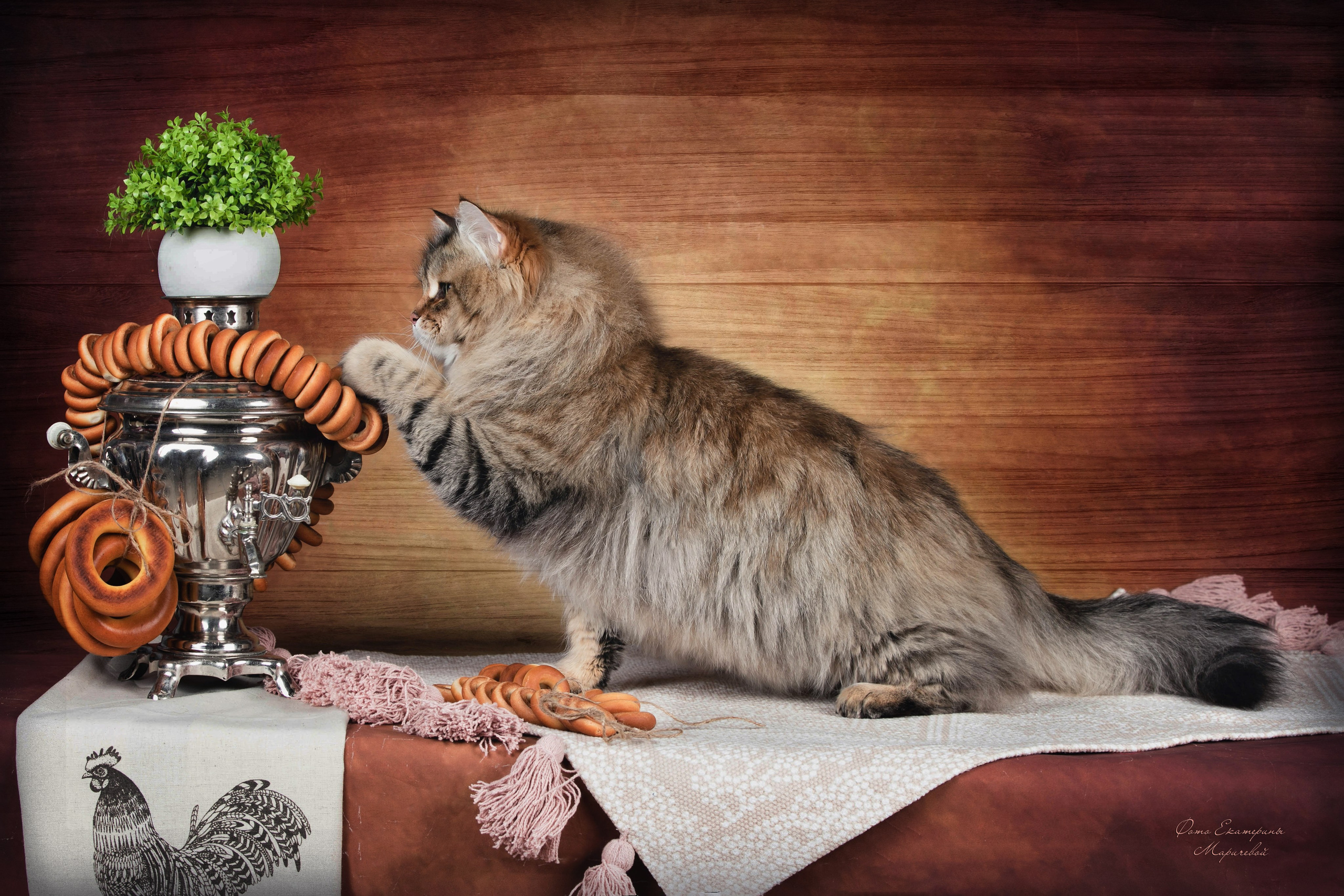 Стендовая съёмка на выставках кошек. Фотограф-анималист в Омске Екатерина Маричева