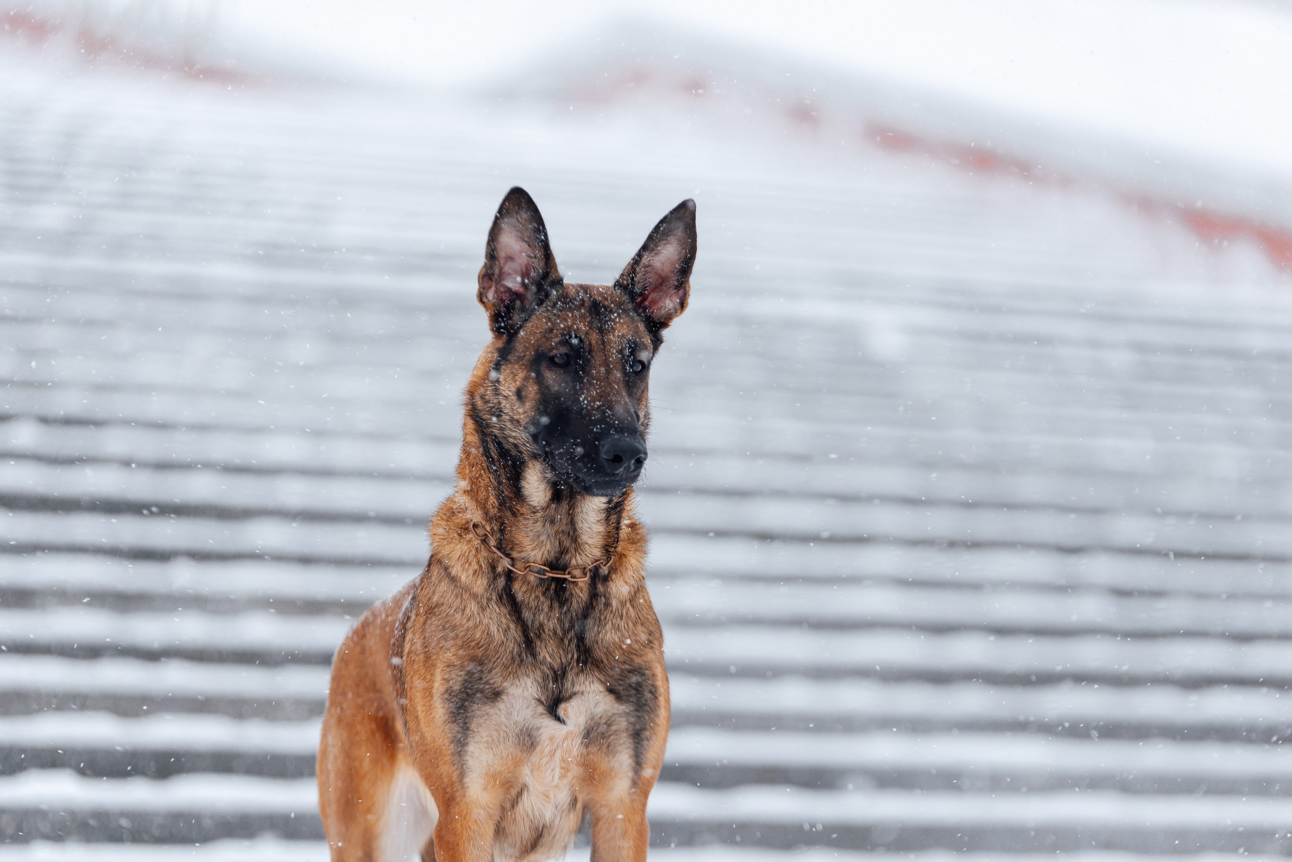 Кристина и Зума. Фотограф-анималист Анастасия Парфенова|Екатеринбург