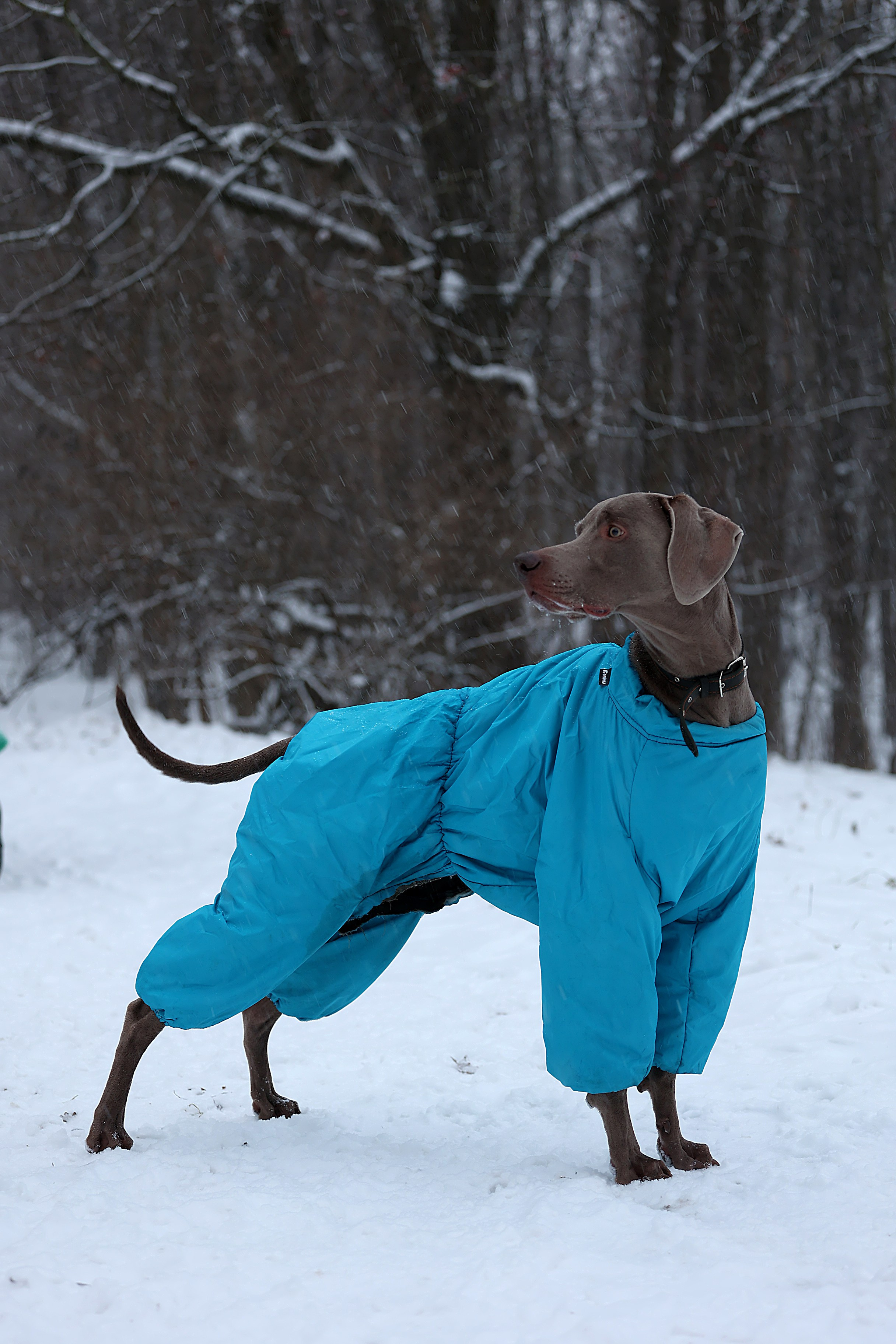 Анималистика