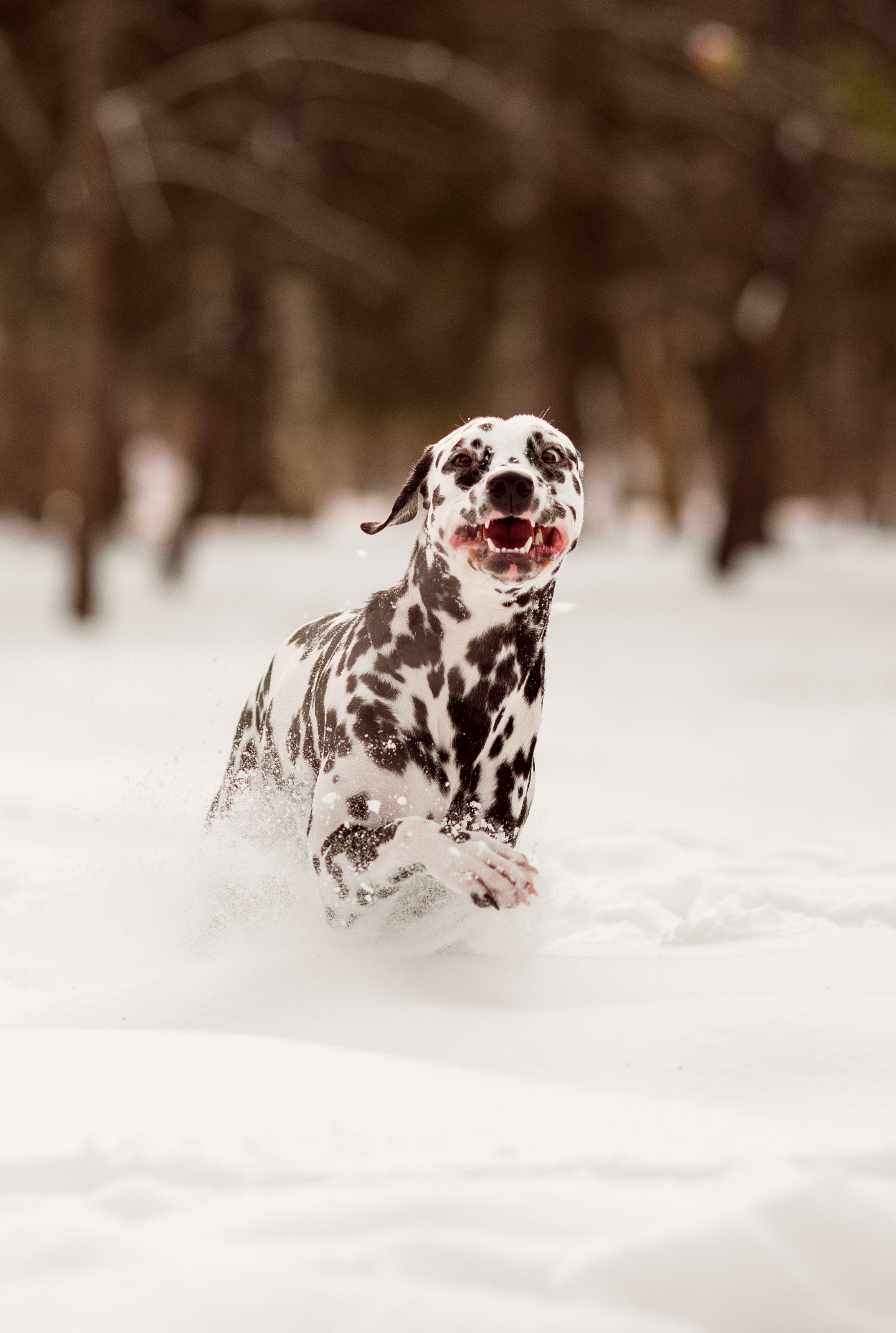 Фотографии далматина зимой