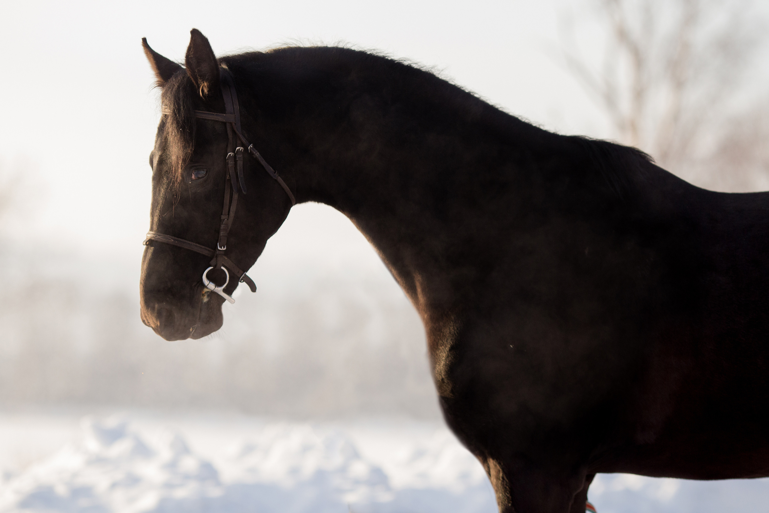 Зимняя съёмка лошади в движении