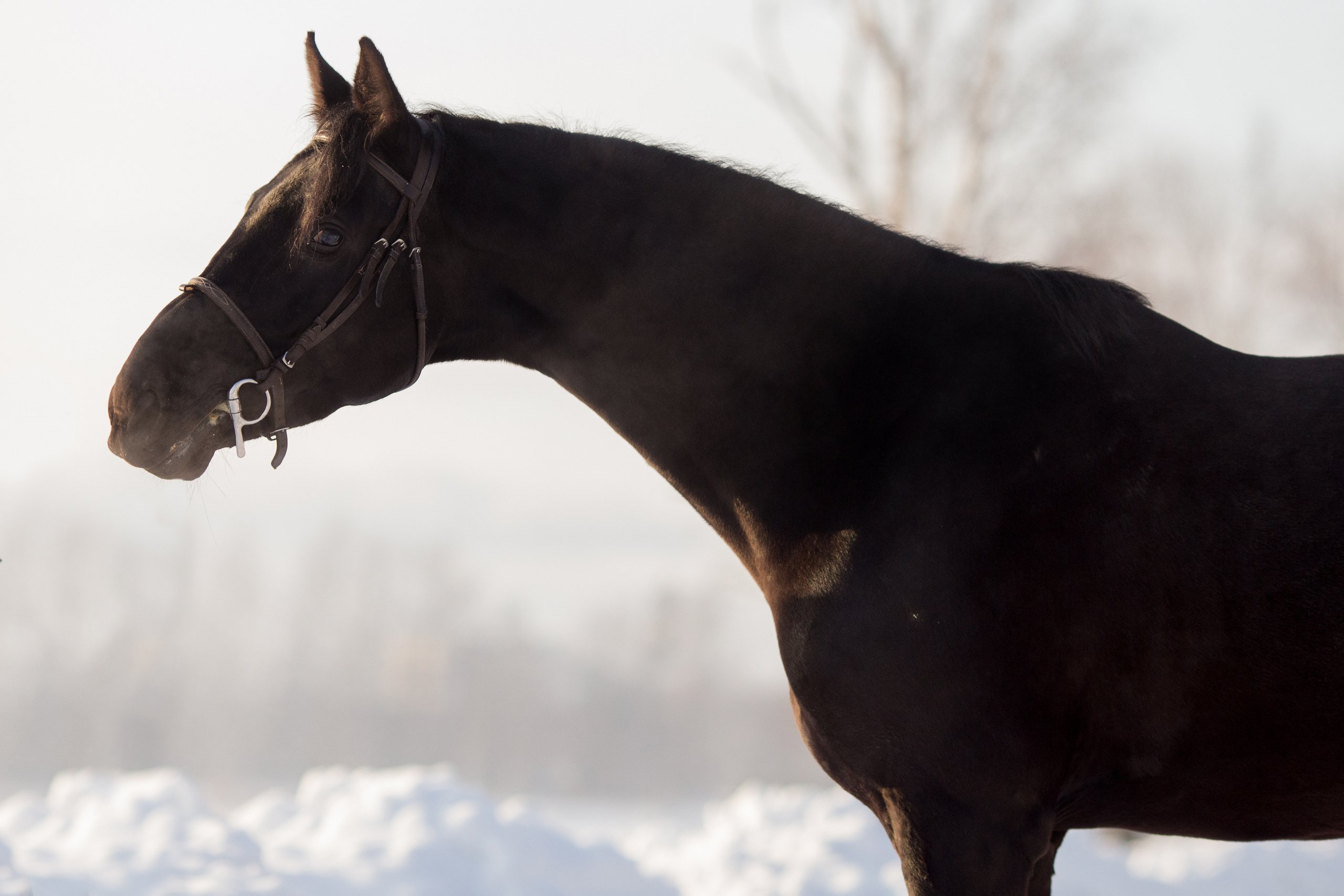 Зимняя съёмка лошади в движении