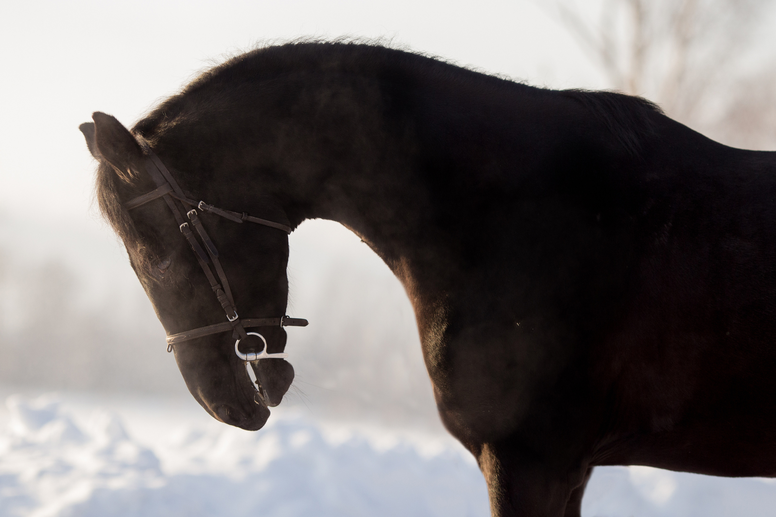 Зимняя съёмка лошади в движении