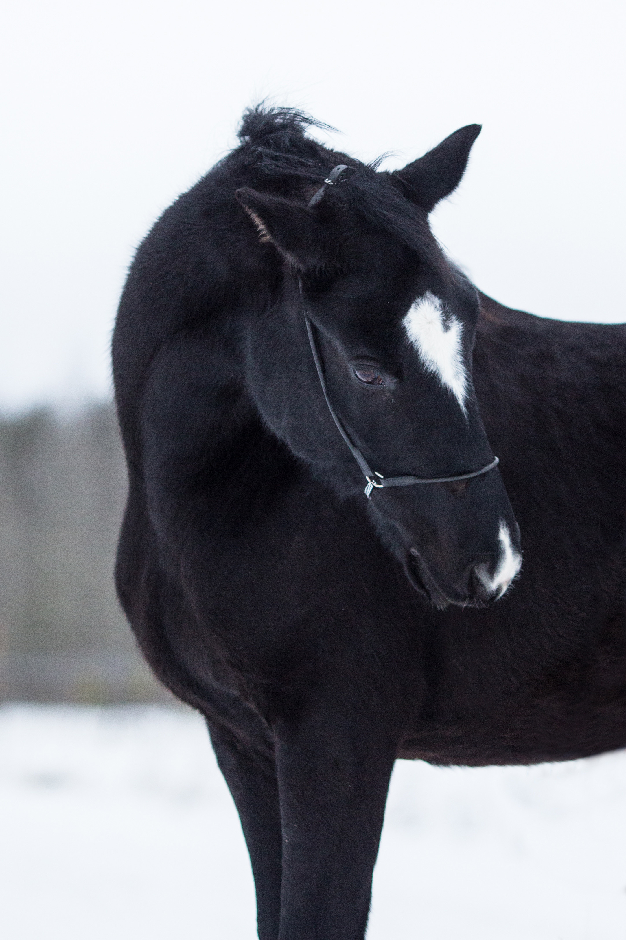 Фото лошади в движении