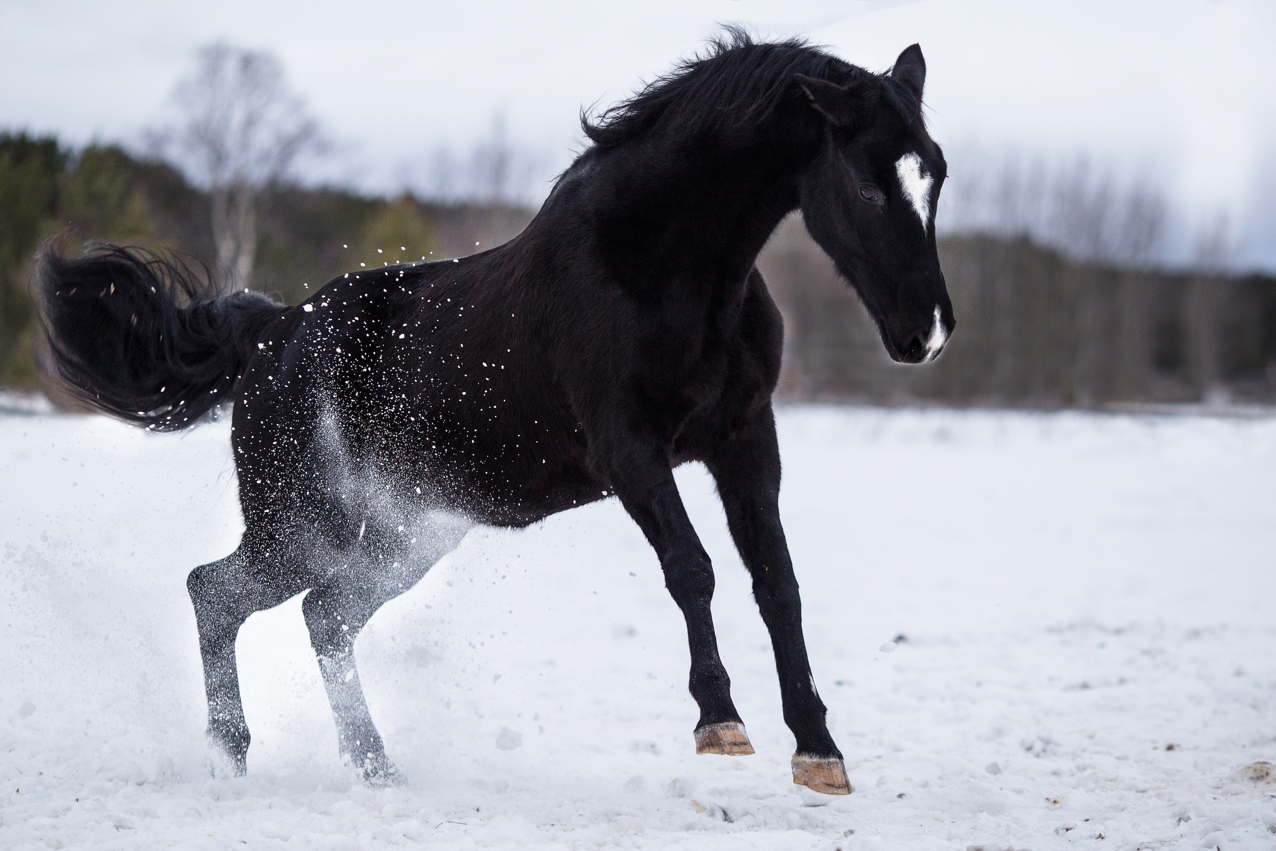 Фото лошади в движении