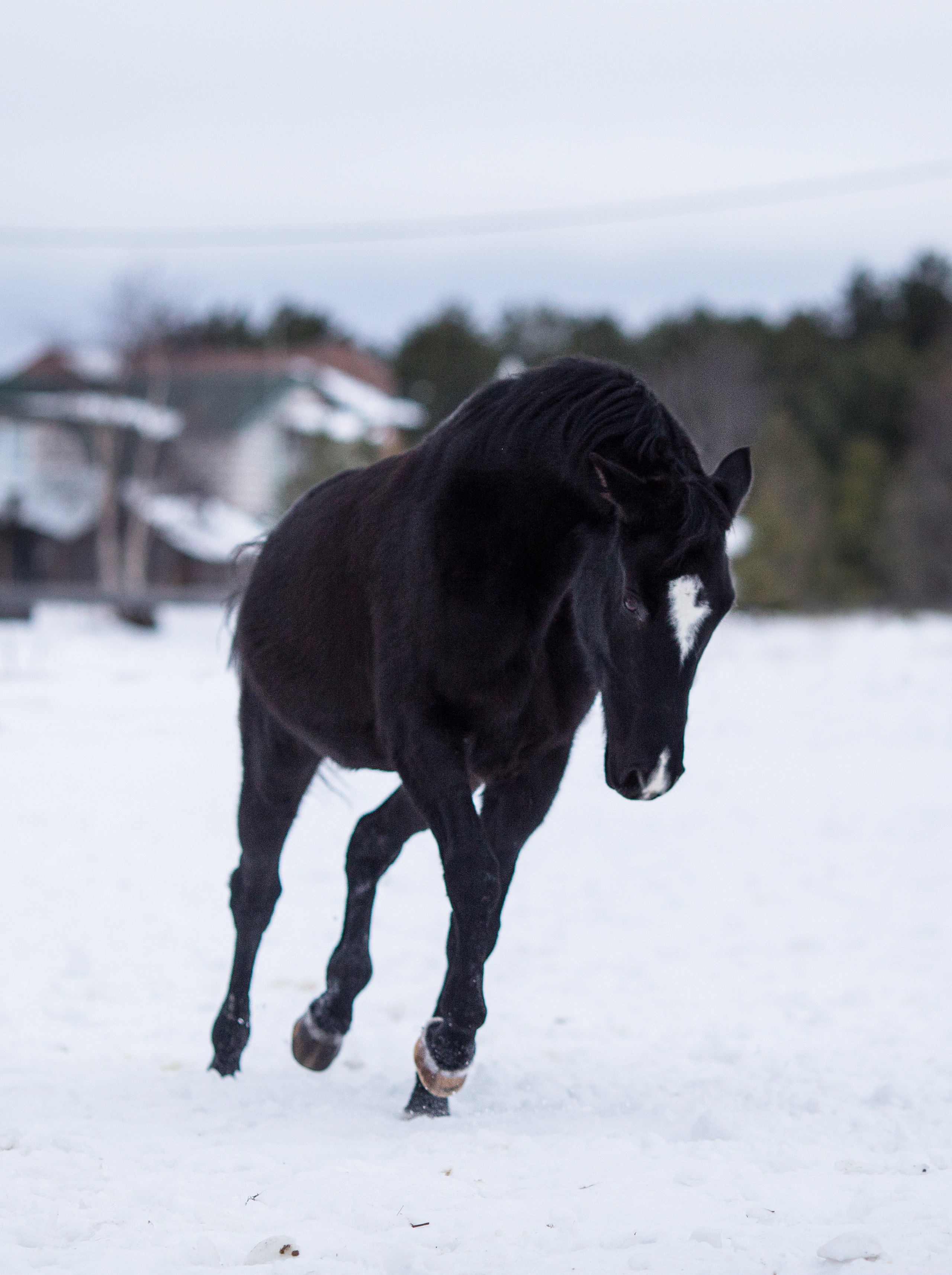 Фото лошади в движении