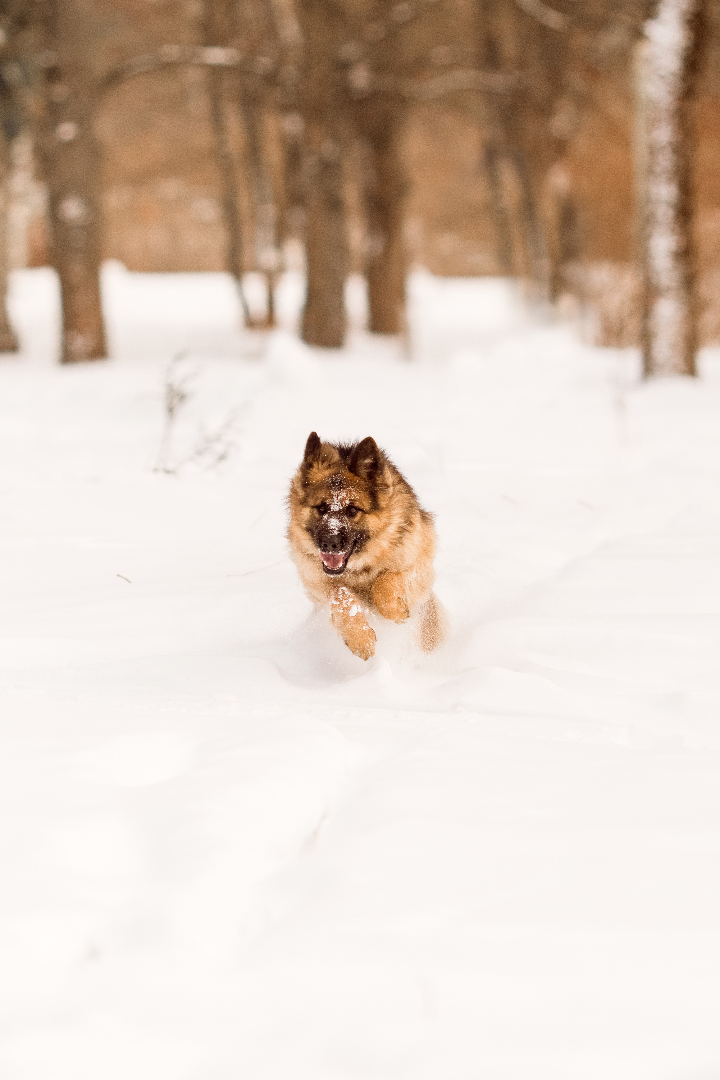 Зимняя съёмка с немецкой овчаркой