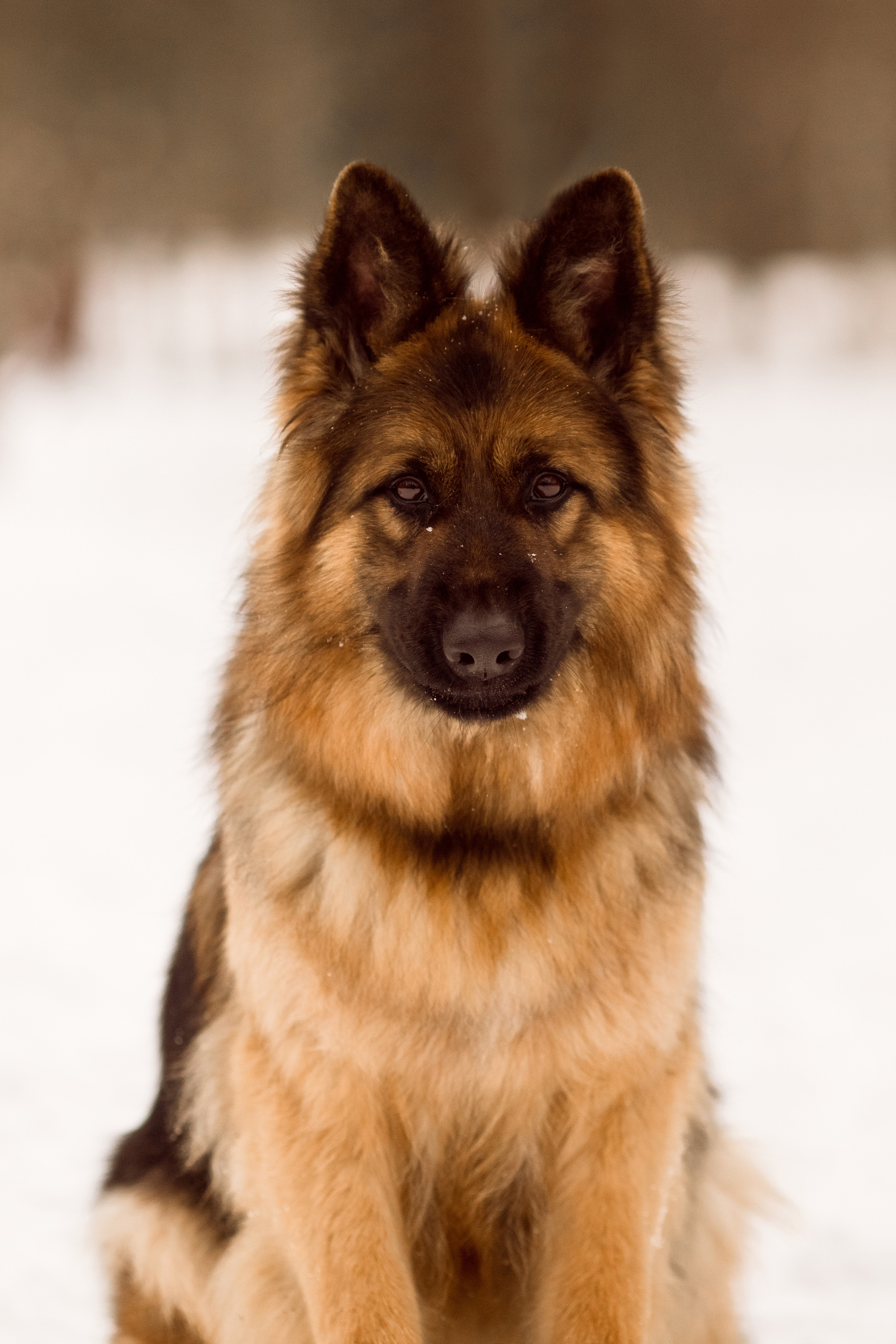 Зимняя съёмка с немецкой овчаркой