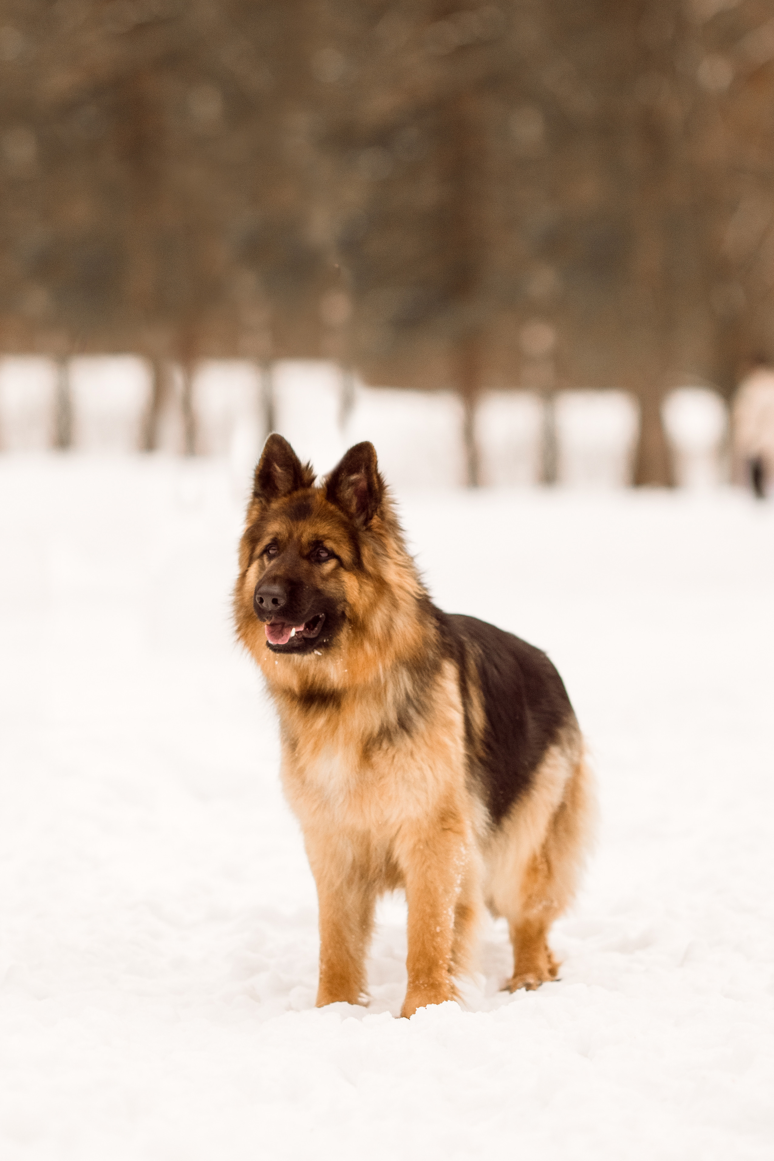 Зимняя съёмка с немецкой овчаркой