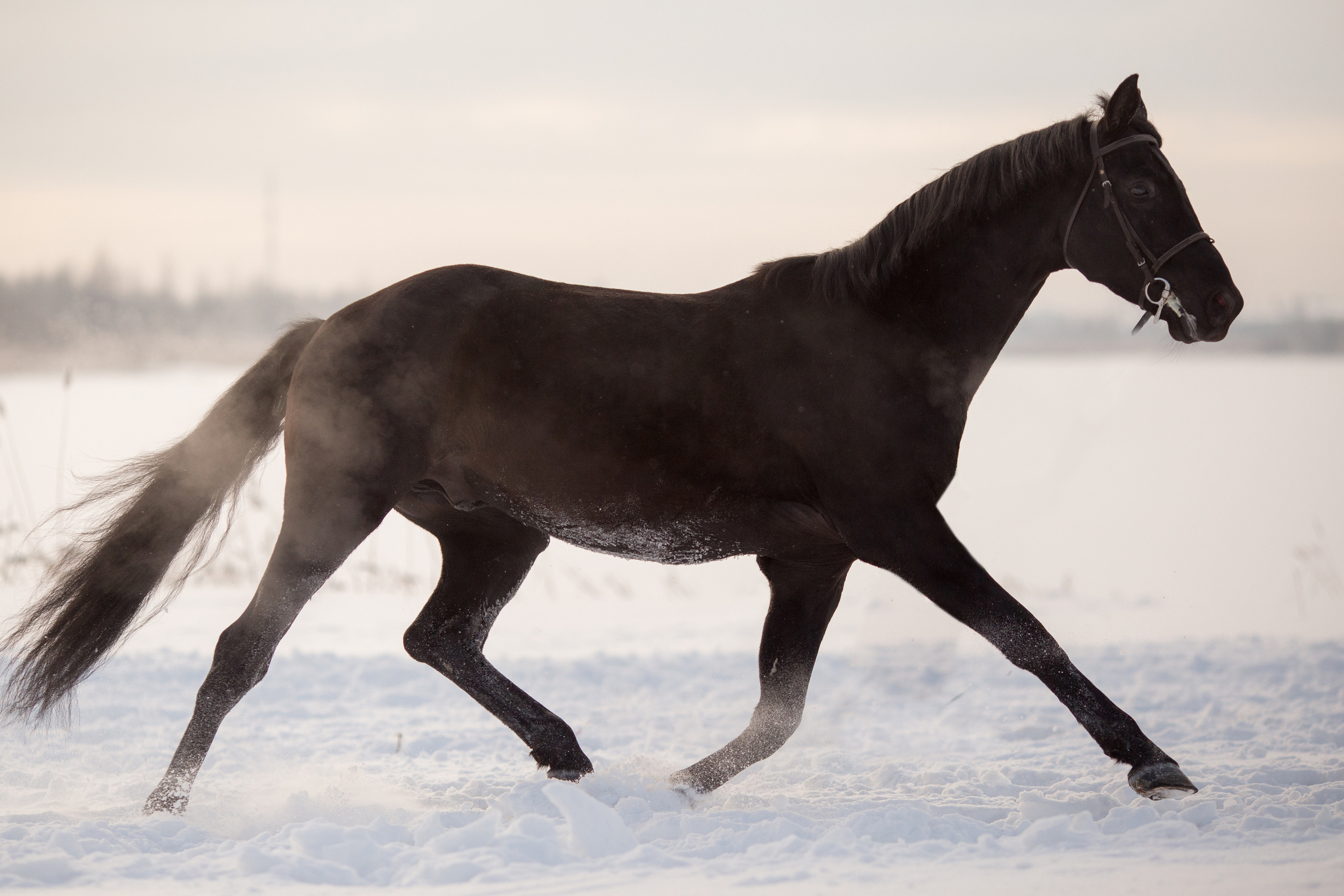 Зимняя съёмка лошади в движении