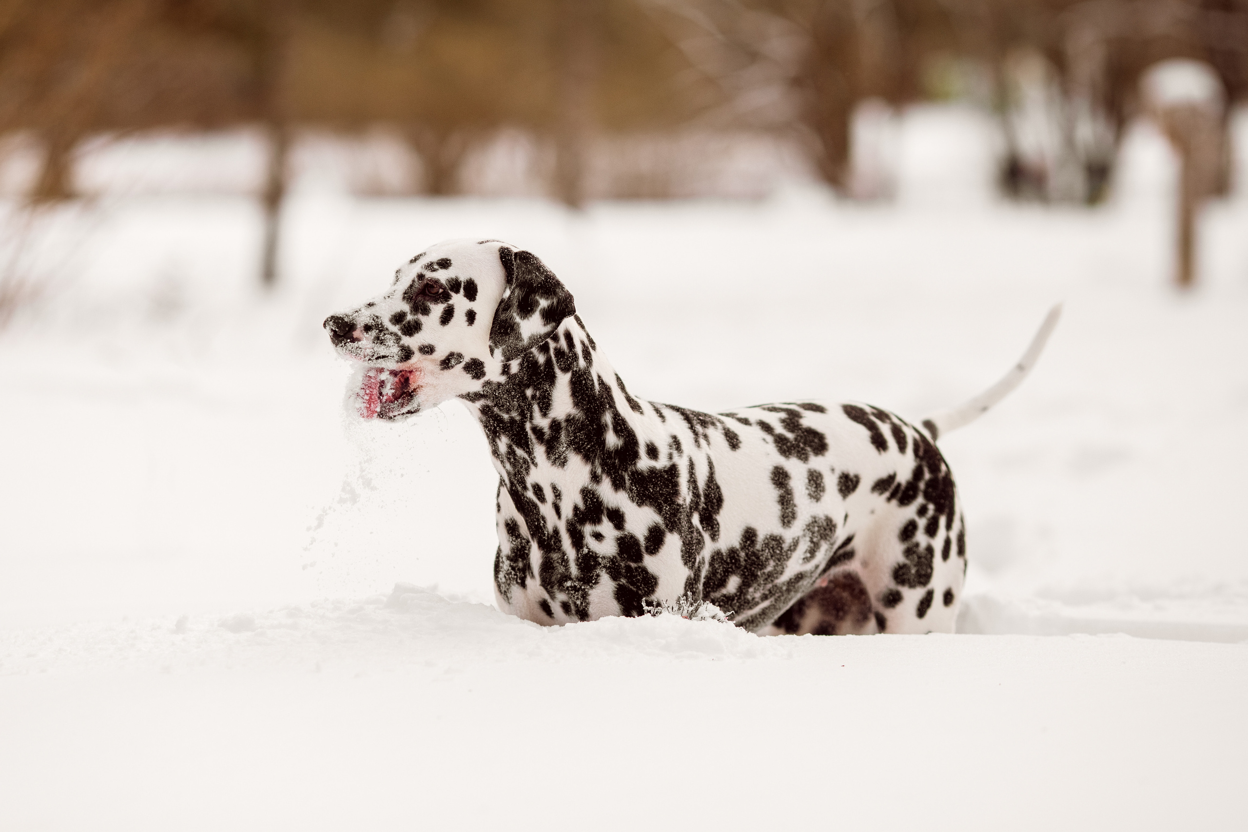 Фотографии далматина зимой