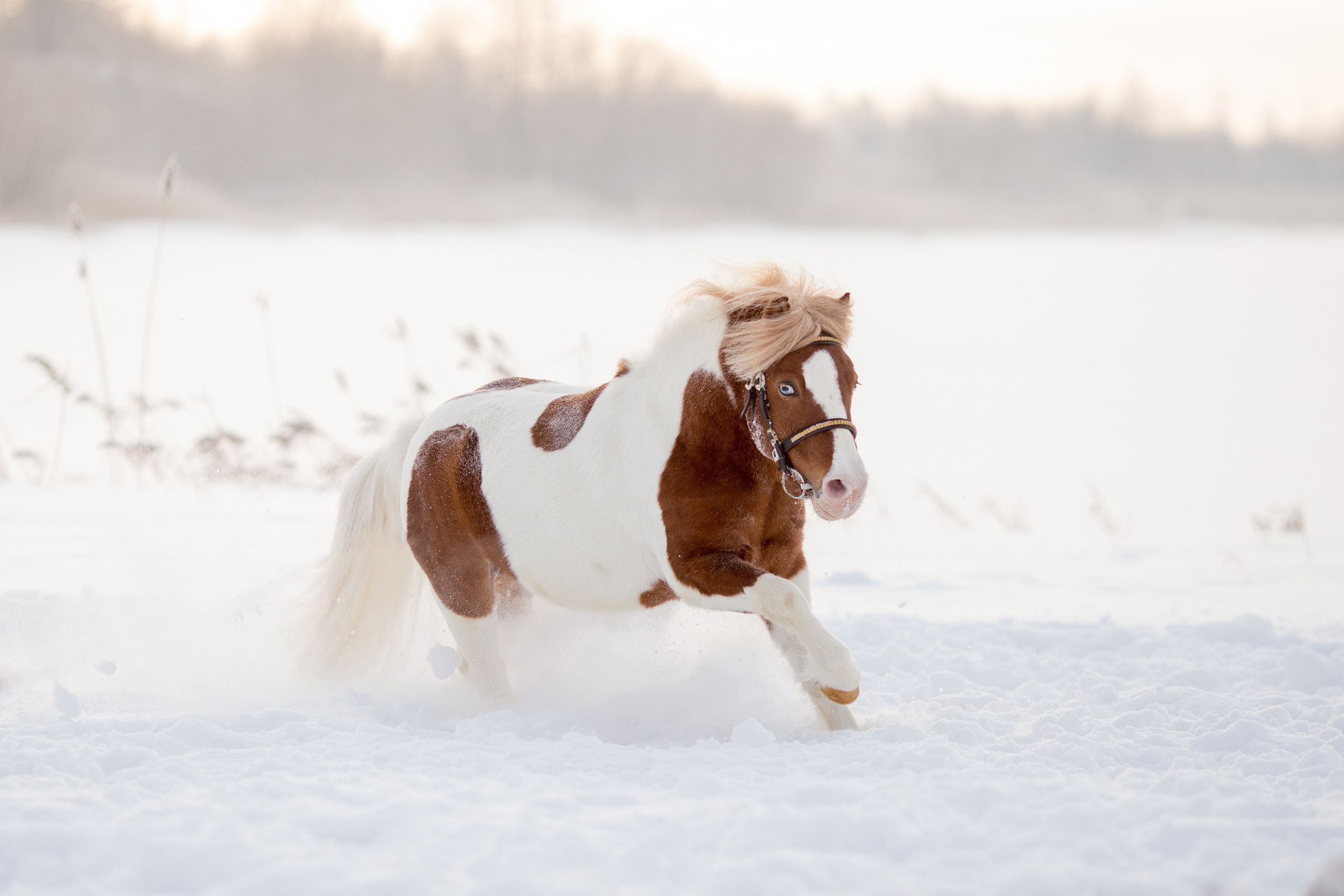 Серия фото пони для продажи