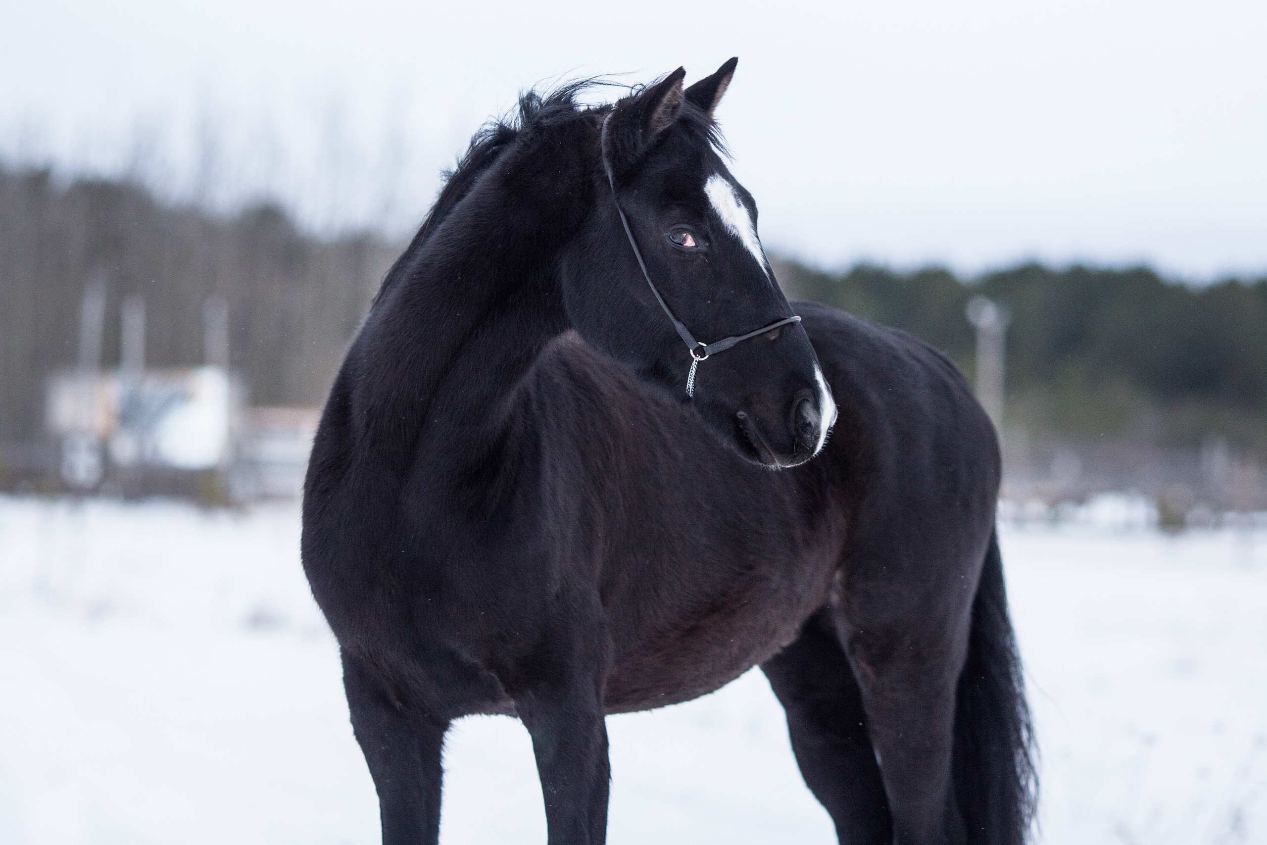 Фото лошади в движении