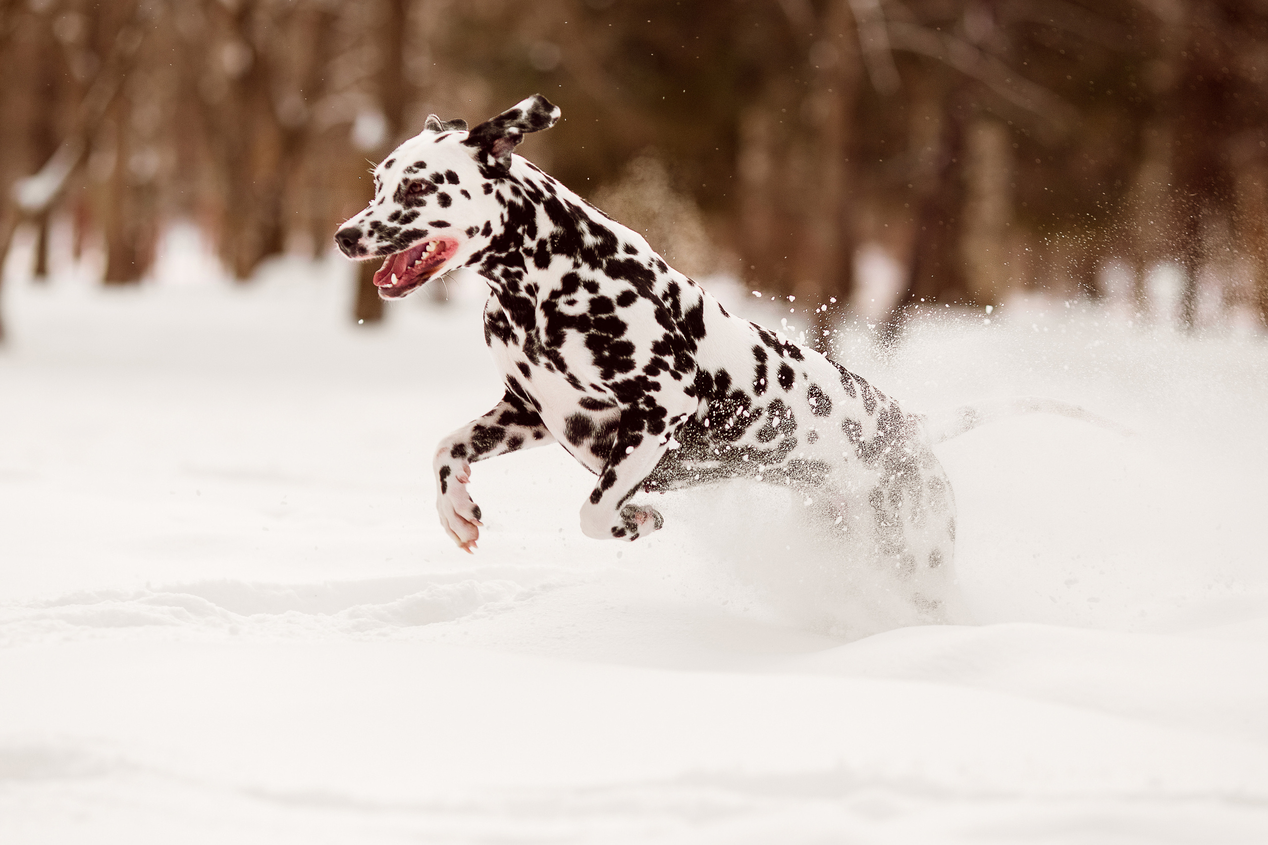 Фотографии далматина зимой